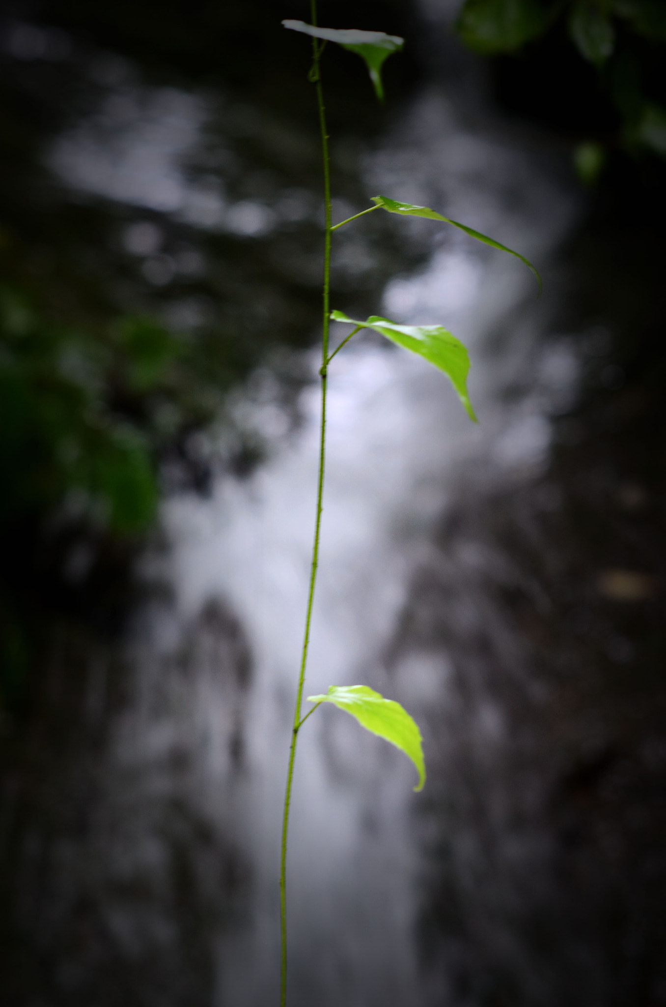 Nikon D7000 + Nikon AF-S Nikkor 50mm F1.4G sample photo. 欢唱 photography