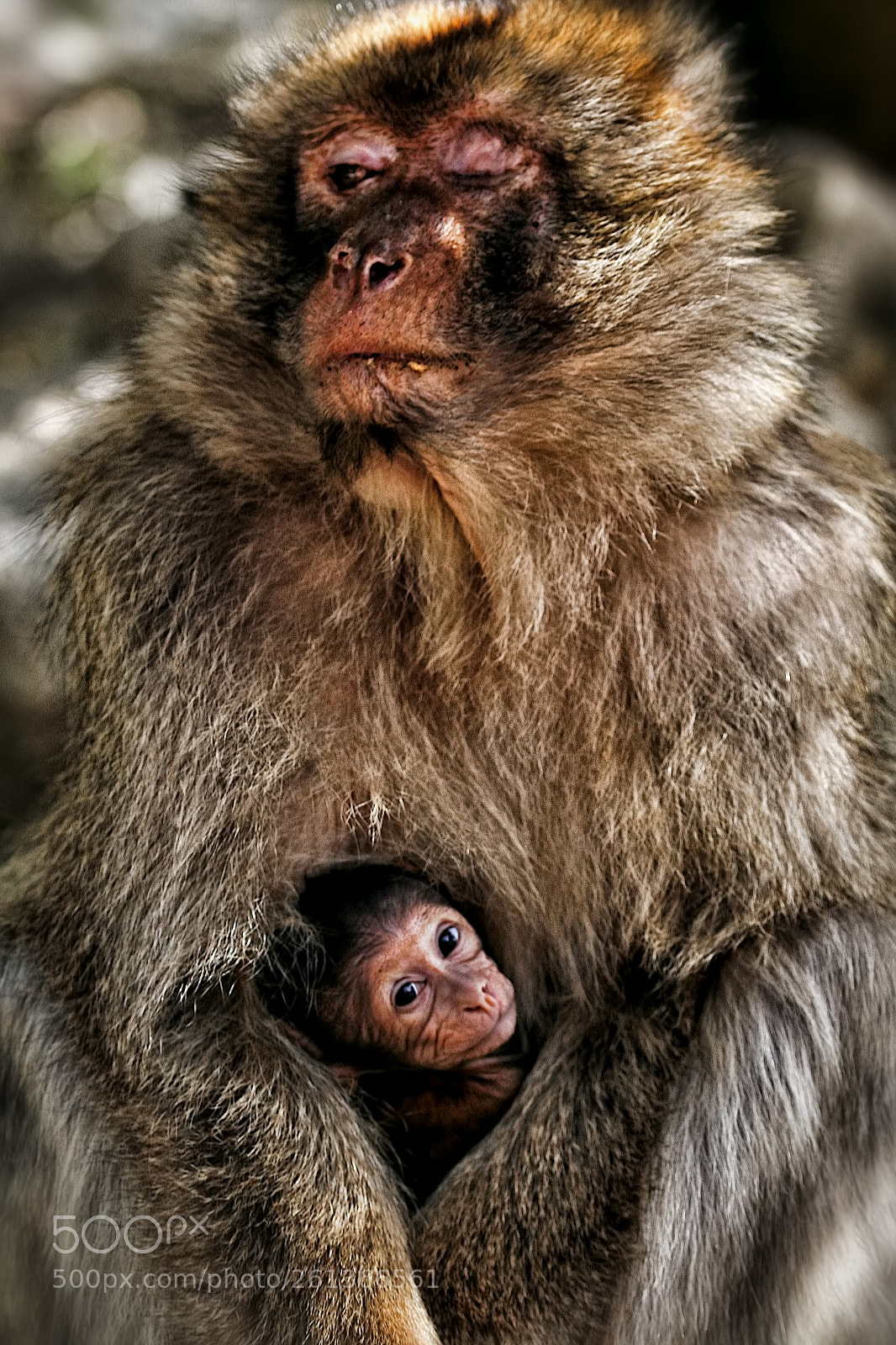 Canon EOS 70D sample photo. One eyed mother and photography