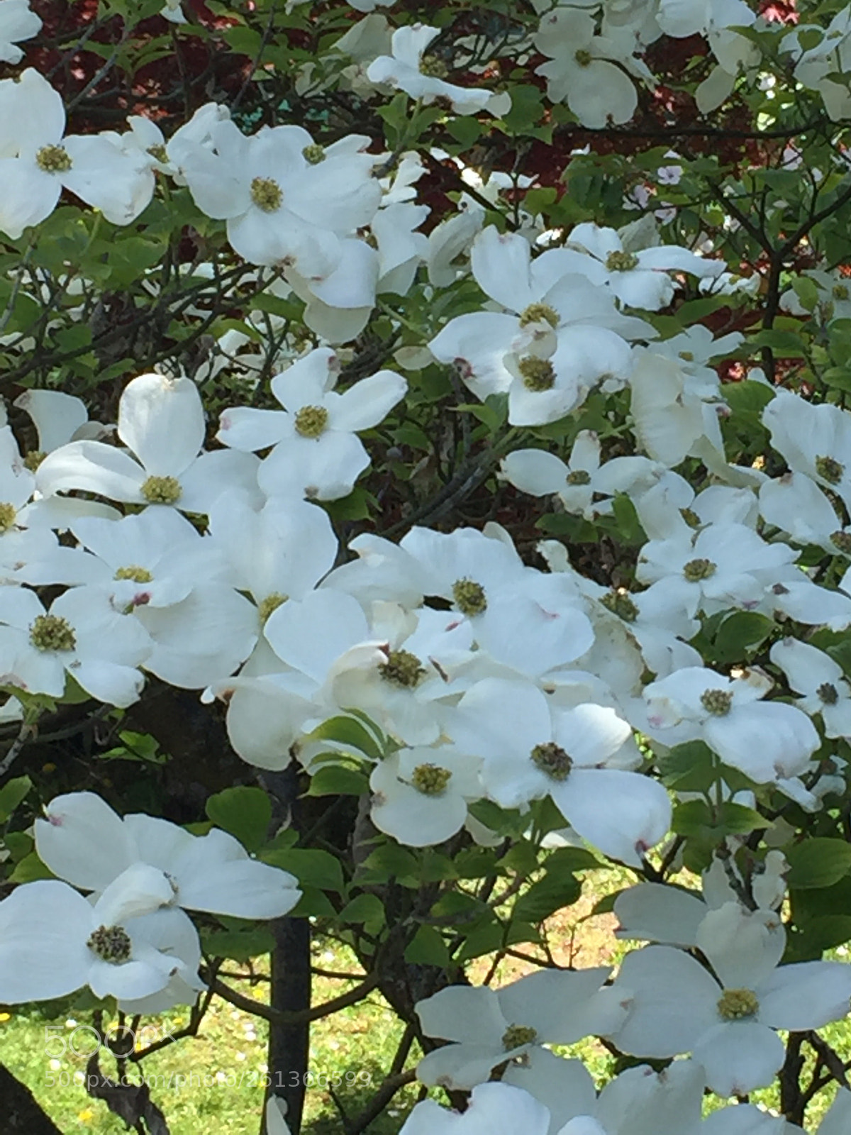Apple iPhone 6 sample photo. Untitled photography