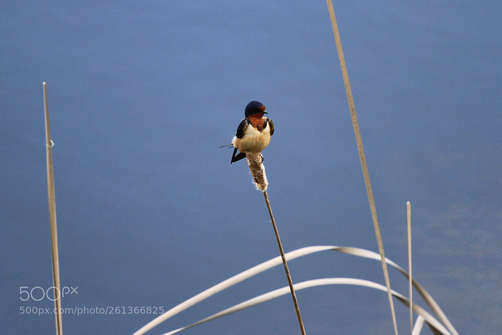 Canon EOS 7D sample photo. Barn swallow photography