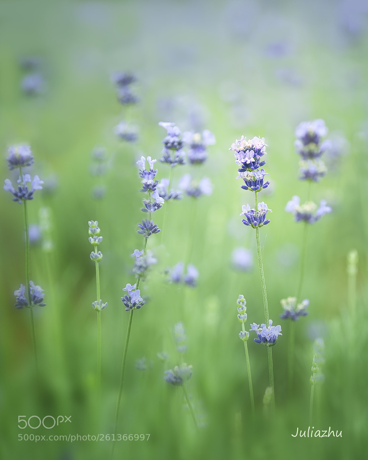 Canon EOS 5D Mark IV sample photo. Flower photography