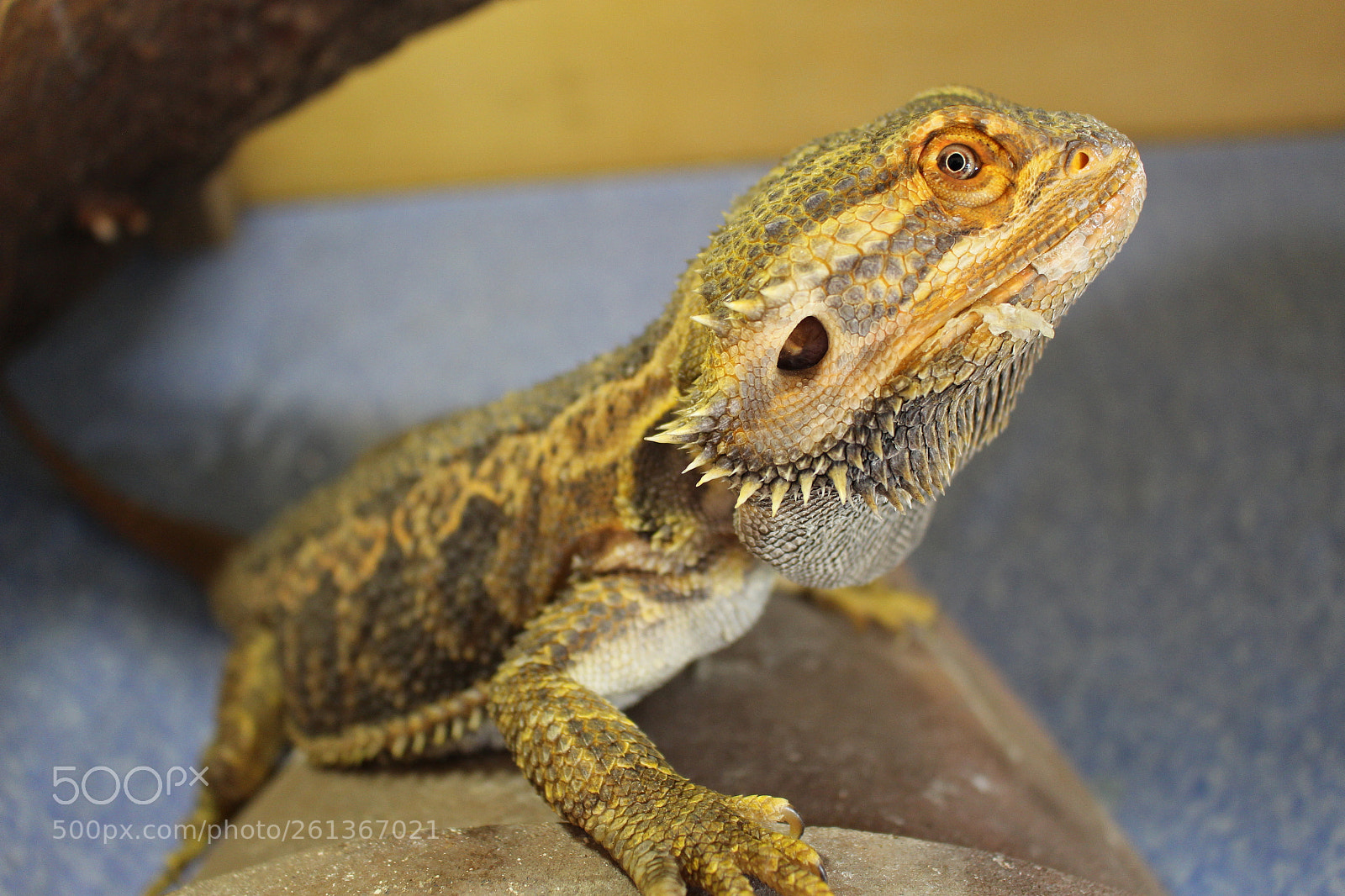Canon EOS 700D (EOS Rebel T5i / EOS Kiss X7i) sample photo. Bearded dragon photography