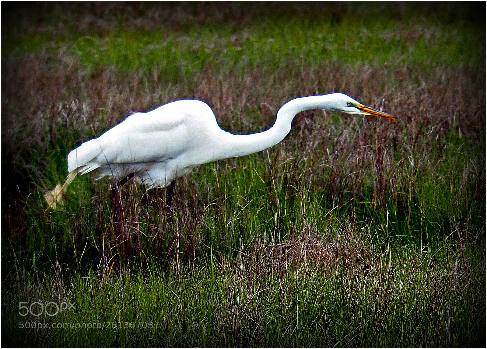 Olympus OM-D E-M5 II sample photo. Hunting egret photography