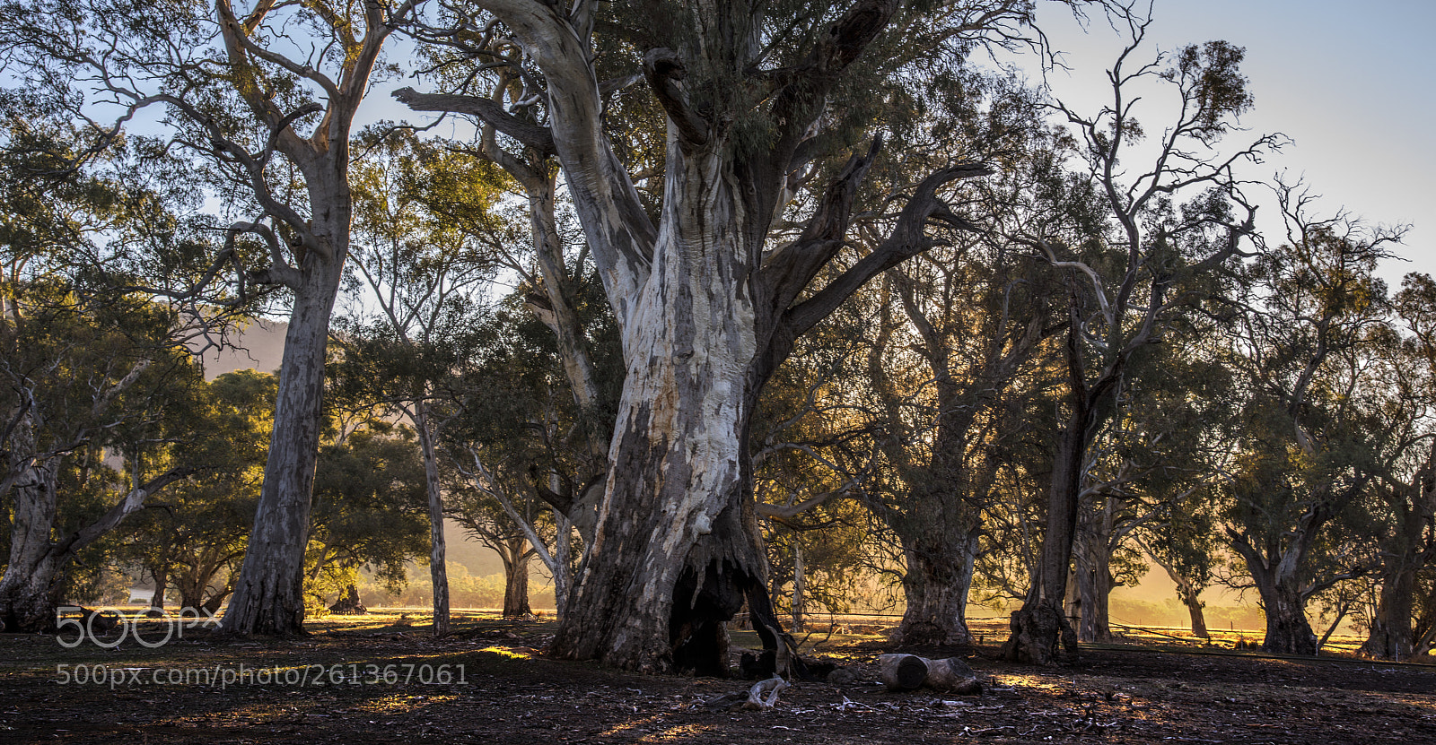 Nikon D810 sample photo. Sunrise near melrose, south photography