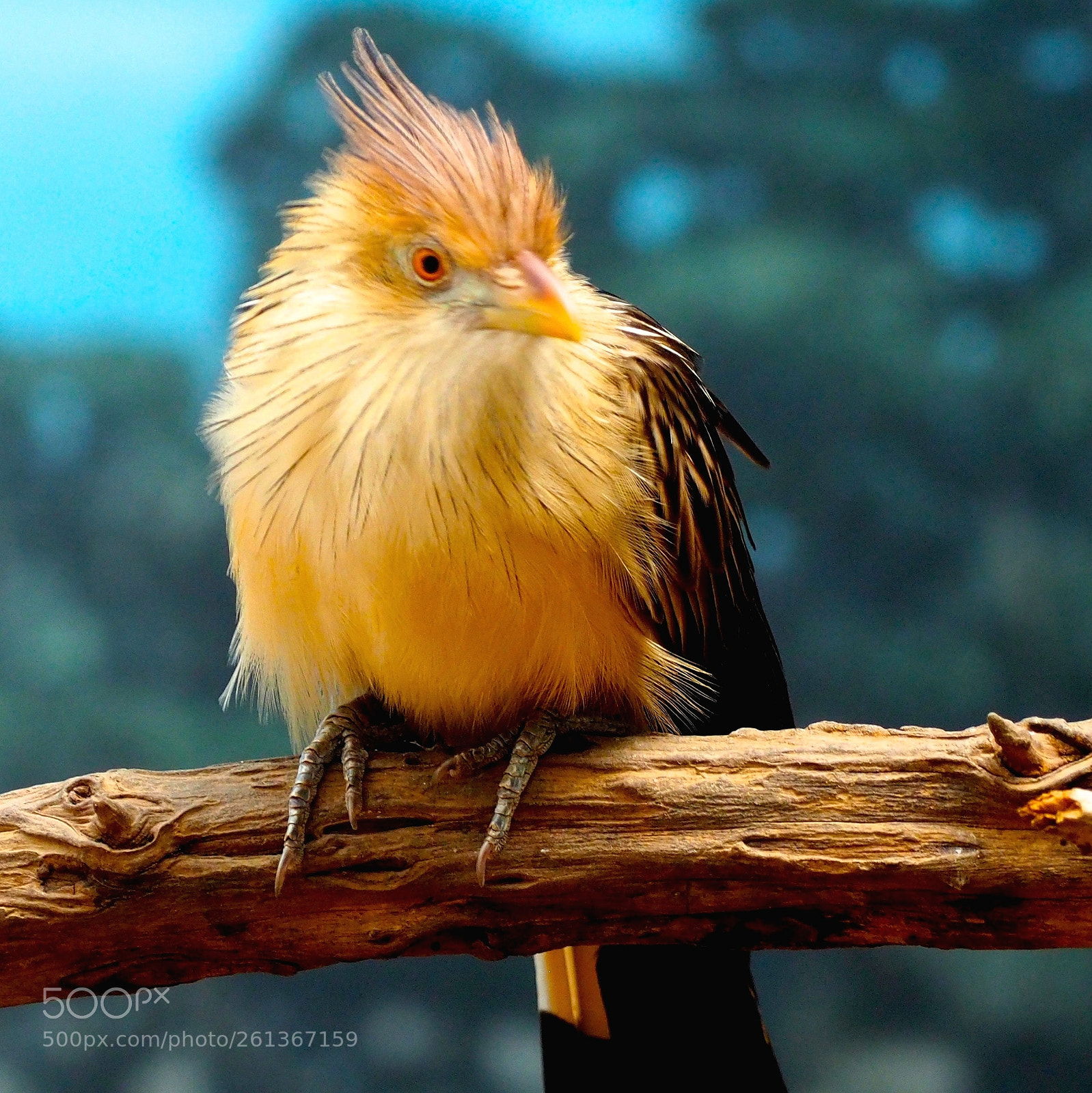 Olympus OM-D E-M5 II sample photo. Yellow bird photography