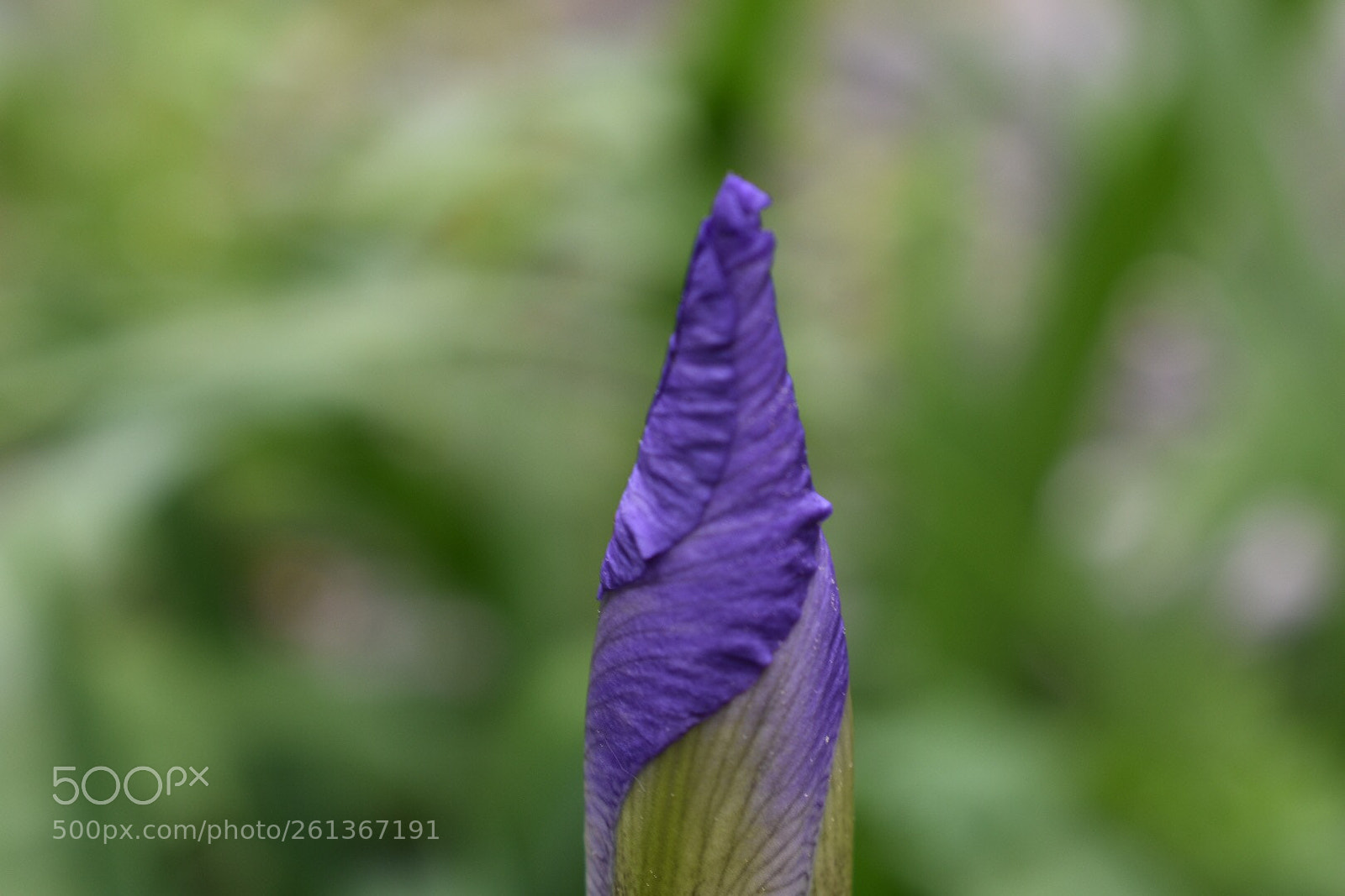 Nikon D3400 sample photo. Pre-bloom photography