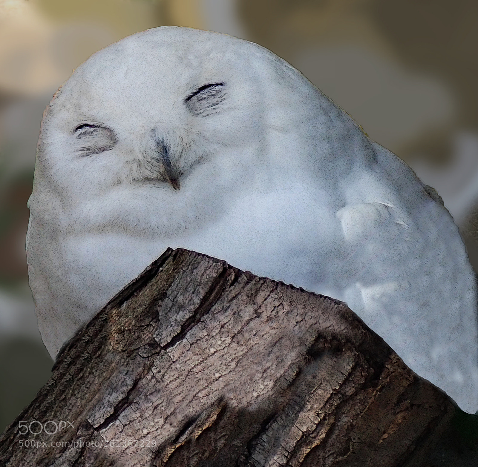 Olympus TG-5 sample photo. Snowy owl sleeping photography
