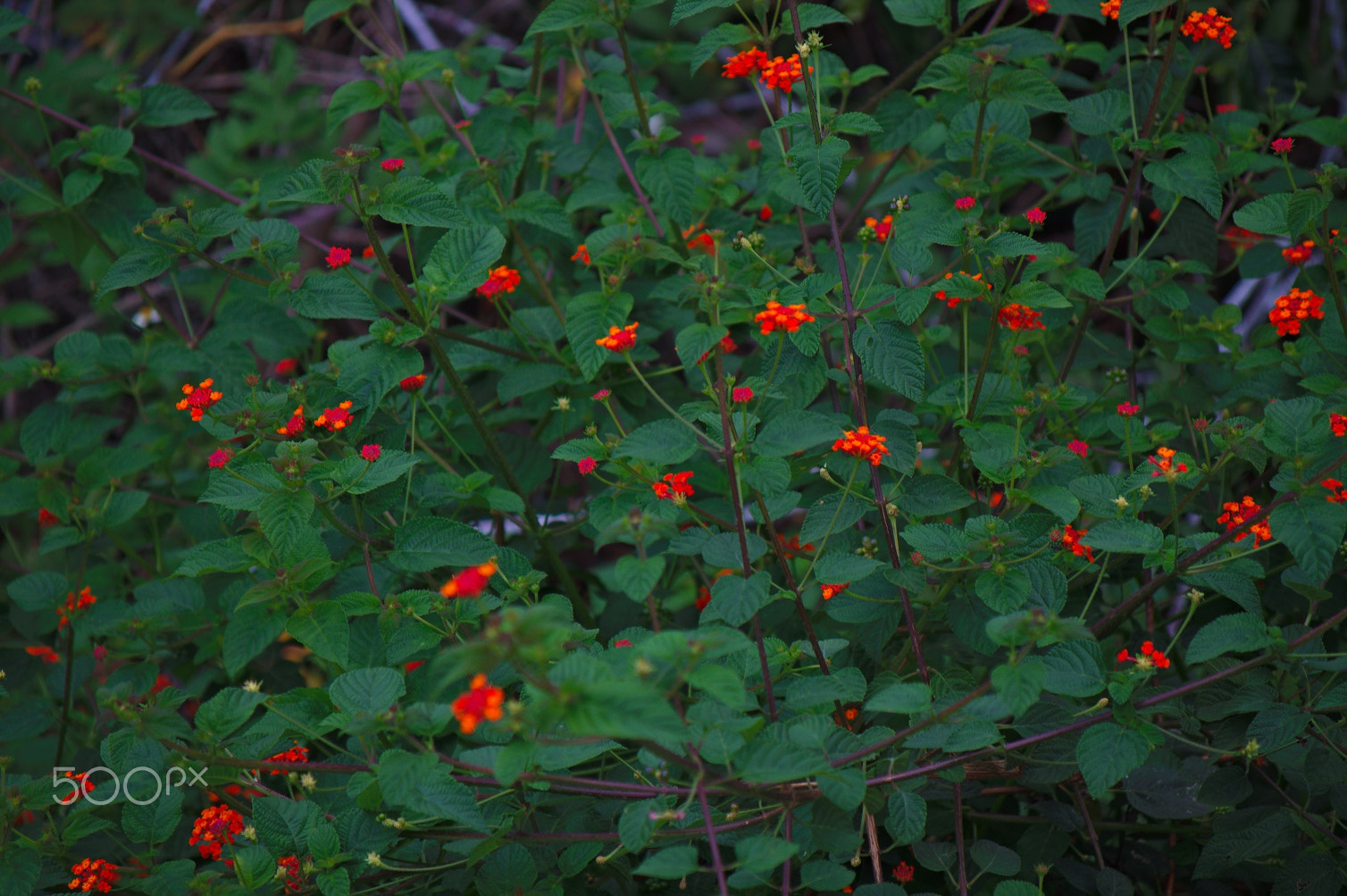 Nikon D3200 sample photo. Dsc photography