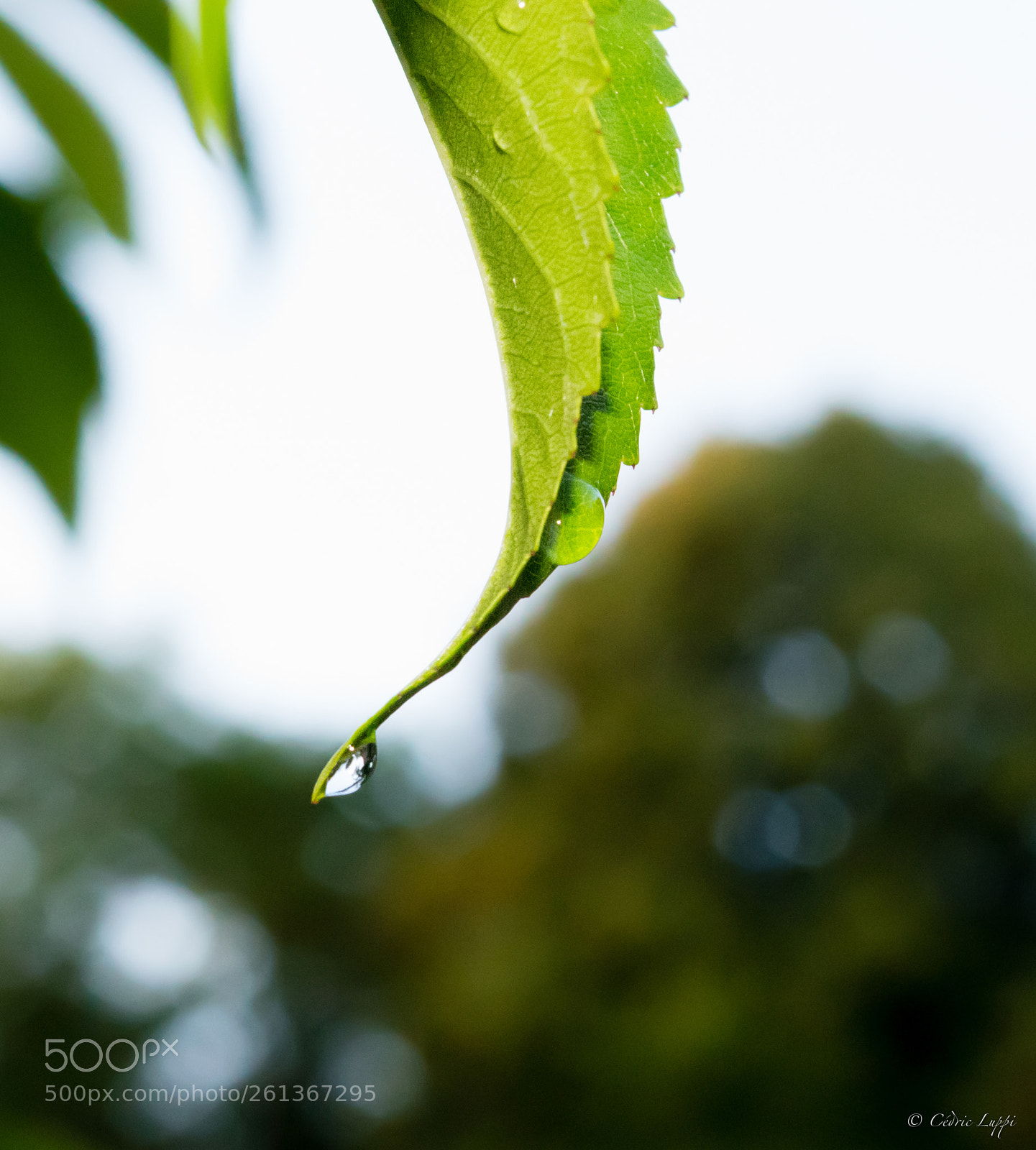 Nikon D5500 sample photo. Teardrop photography