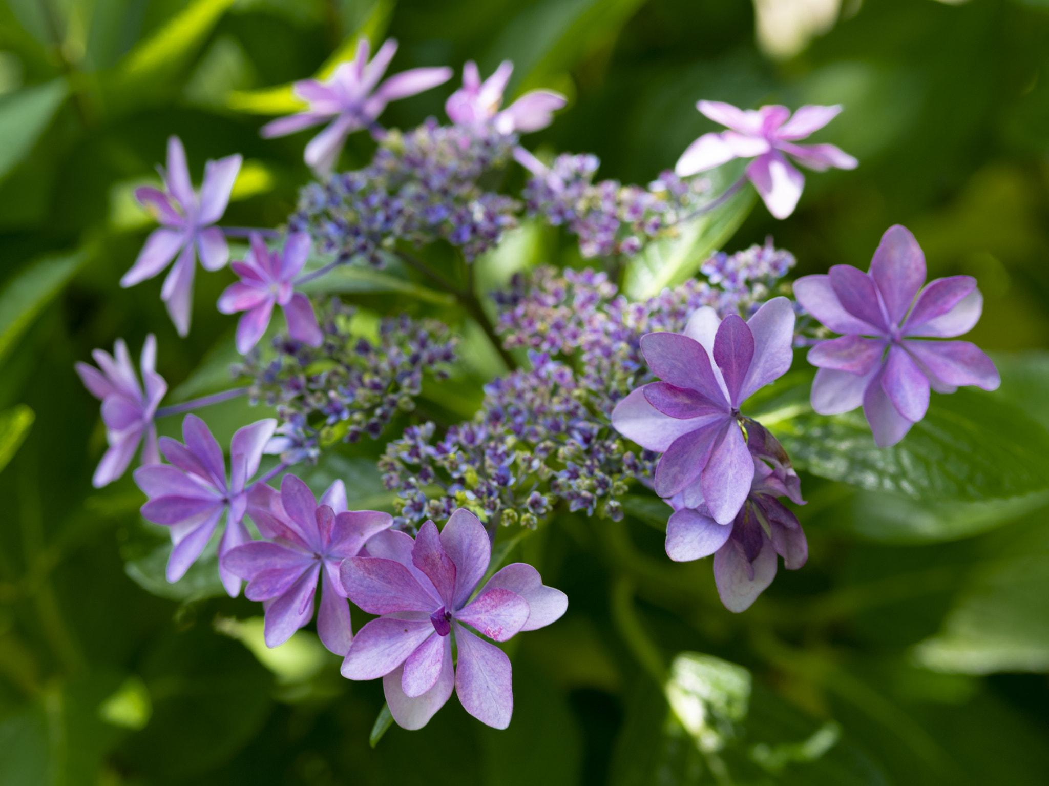 Pentax 645D sample photo. Hydrangea 1 photography