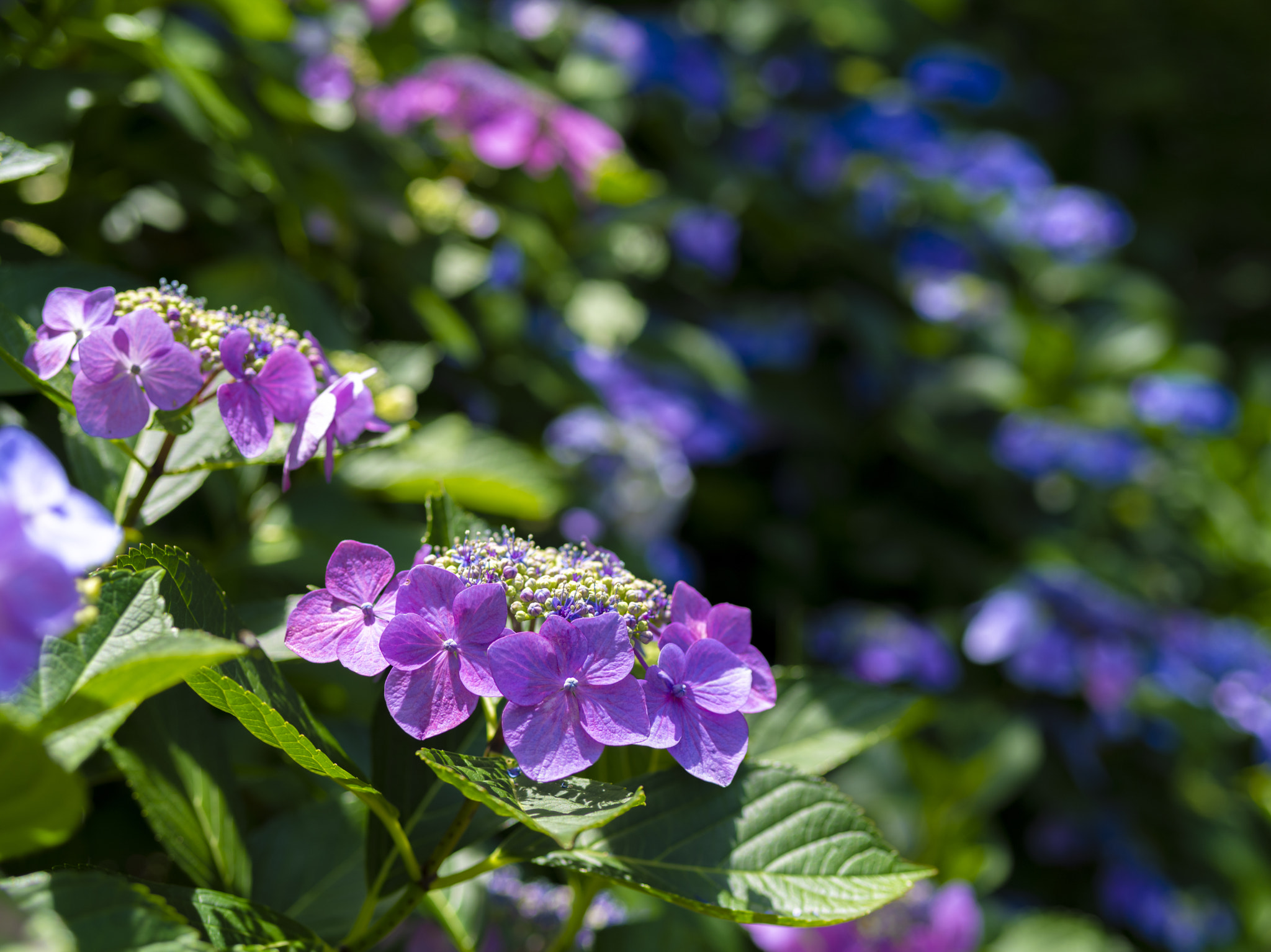 Pentax 645D sample photo. Hydrangea 2 photography