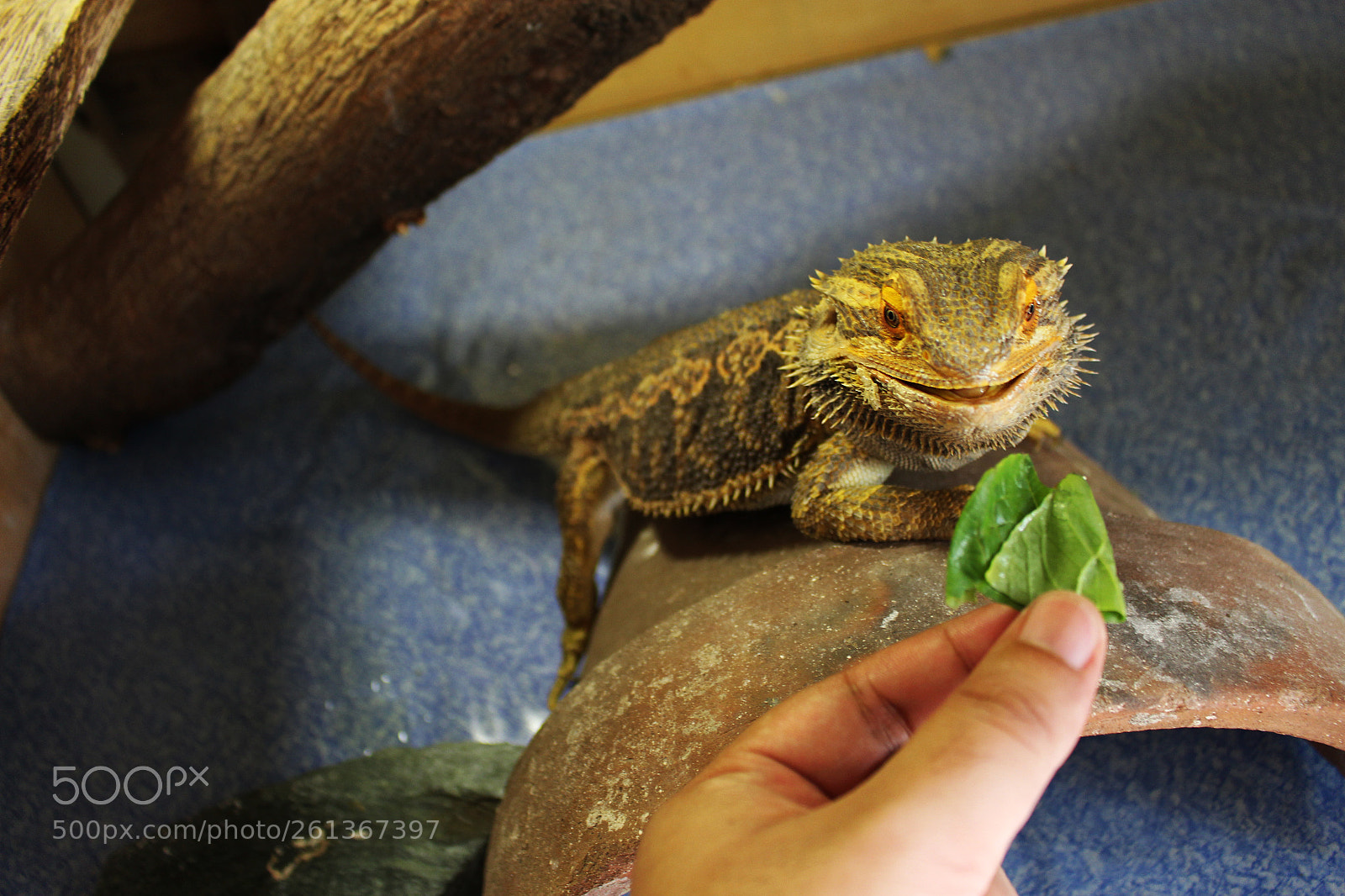 Canon EOS 700D (EOS Rebel T5i / EOS Kiss X7i) sample photo. Bearded dragon photography