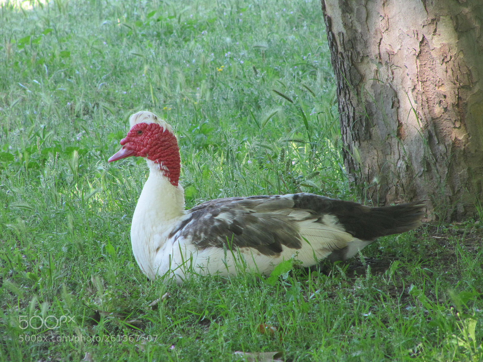 Canon PowerShot SX200 IS sample photo. Au lac ce matin photography