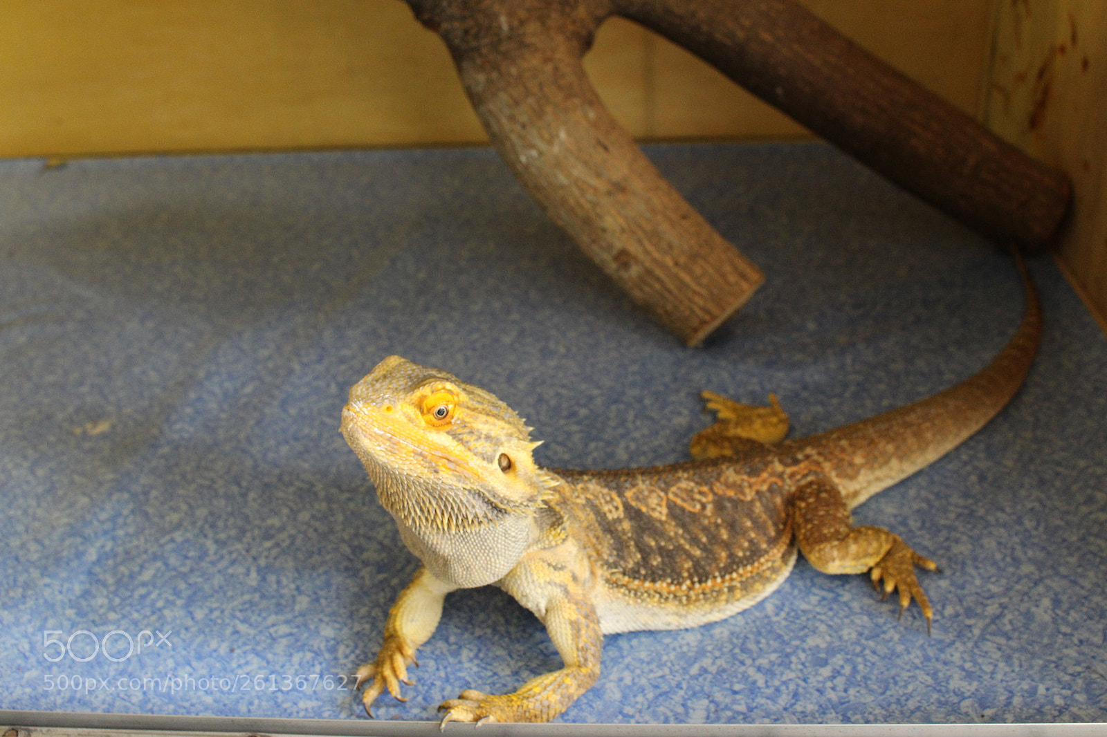 Canon EOS 700D (EOS Rebel T5i / EOS Kiss X7i) sample photo. Bearded dragon photography