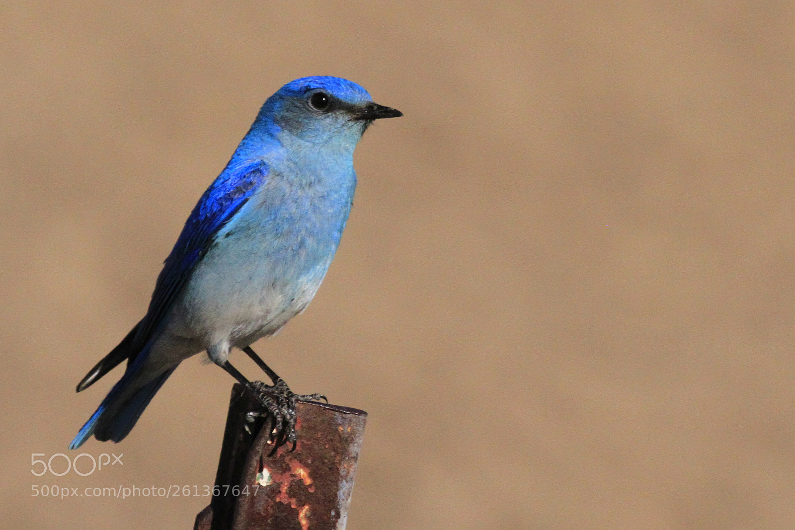 Canon EOS 7D sample photo. Mountain bluebird photography