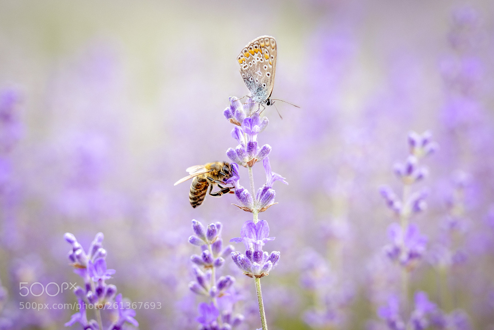 Nikon D500 sample photo. In the lavender field 2 photography