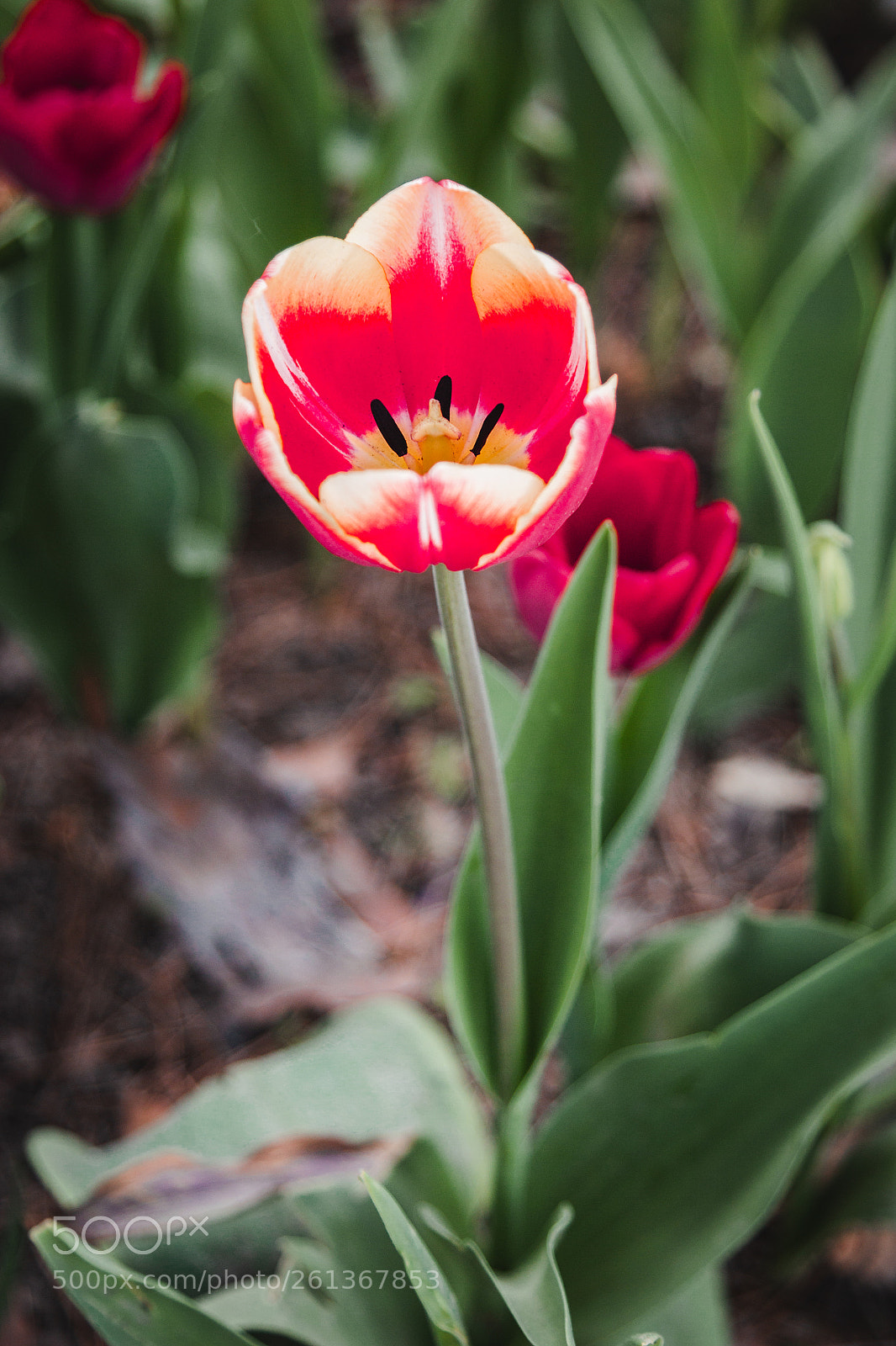 Canon EOS 600D (Rebel EOS T3i / EOS Kiss X5) sample photo. Tulip photography