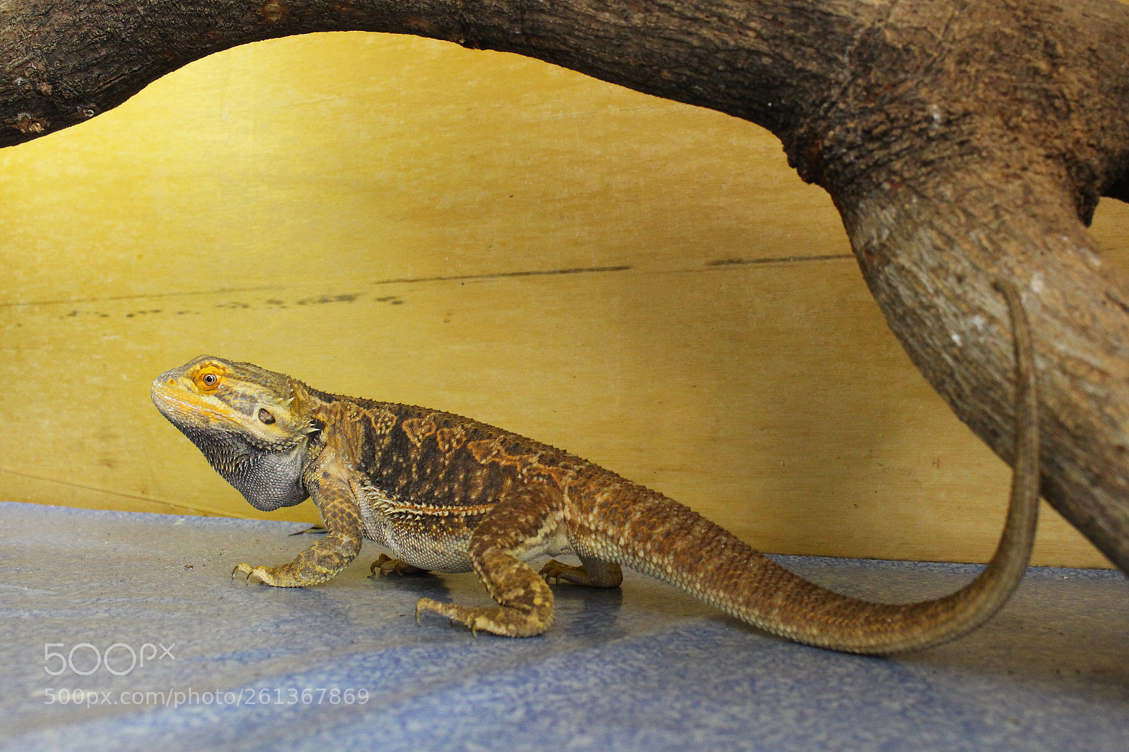 Canon EOS 700D (EOS Rebel T5i / EOS Kiss X7i) sample photo. Bearded dragon photography