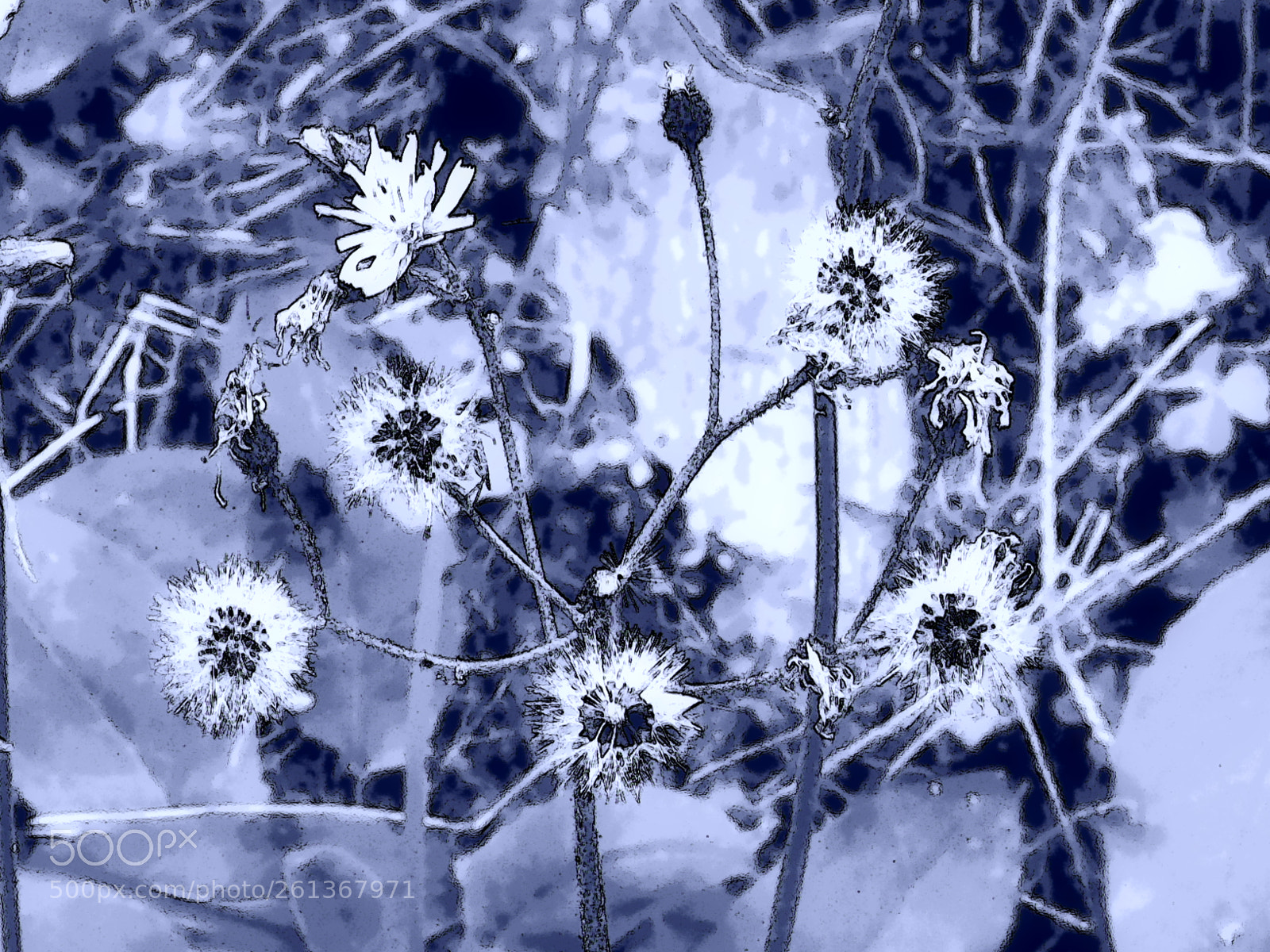 Nikon Coolpix P530 sample photo. Cyanography011 photography
