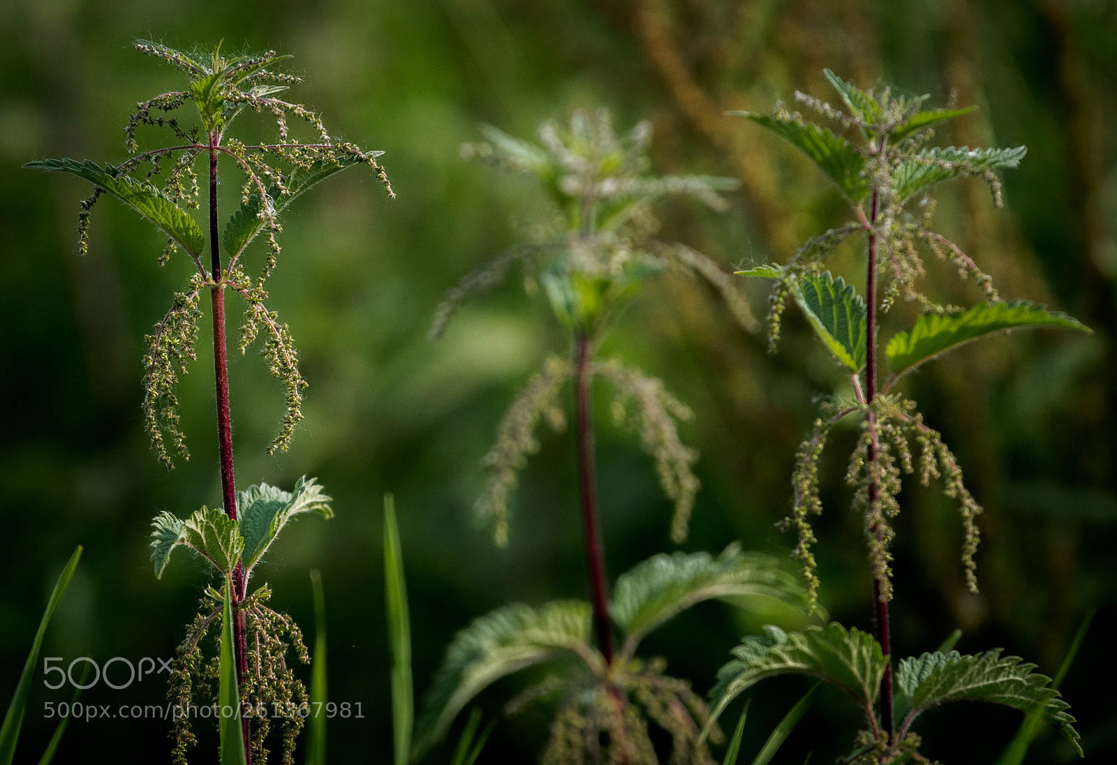 Sony a7R sample photo. Die brenessel à trois photography