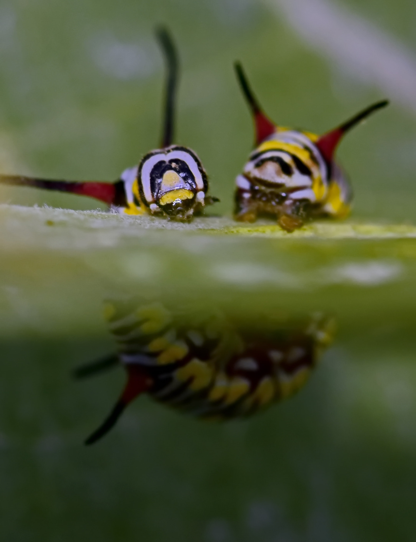 Nikon AF-S Micro-Nikkor 105mm F2.8G IF-ED VR sample photo. Half &half photography