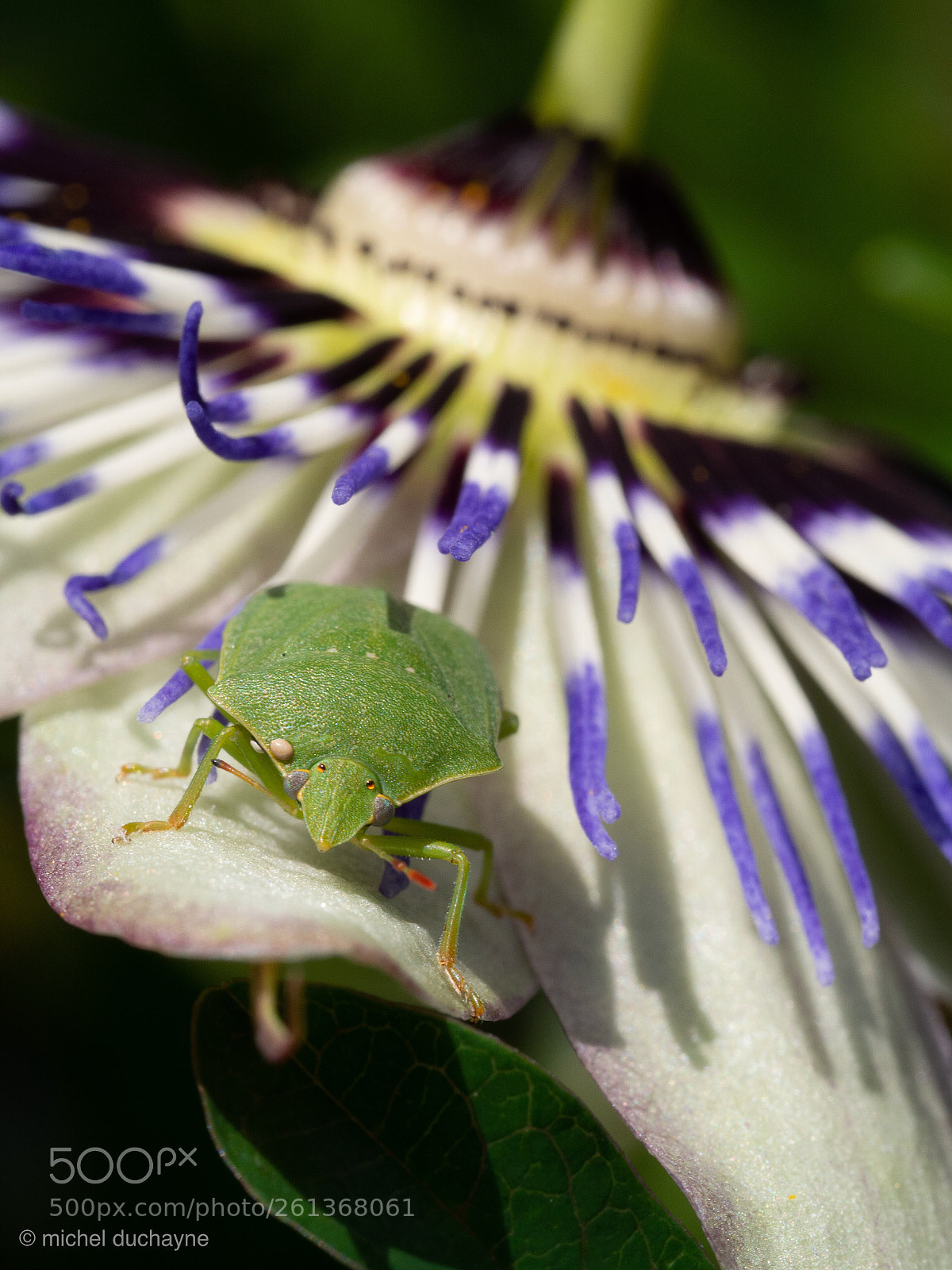 Olympus OM-D E-M10 II sample photo. Passion bug photography
