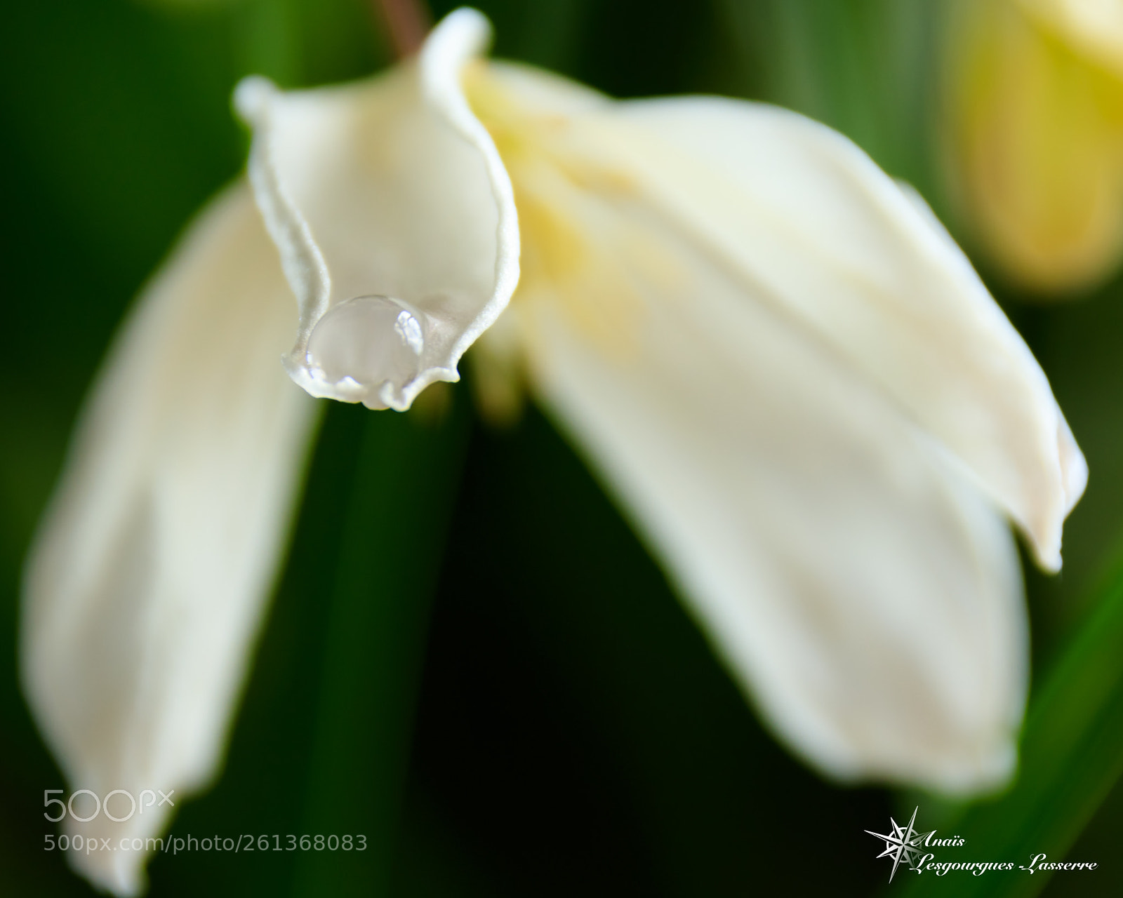 Canon EOS 80D sample photo. Clématite photography