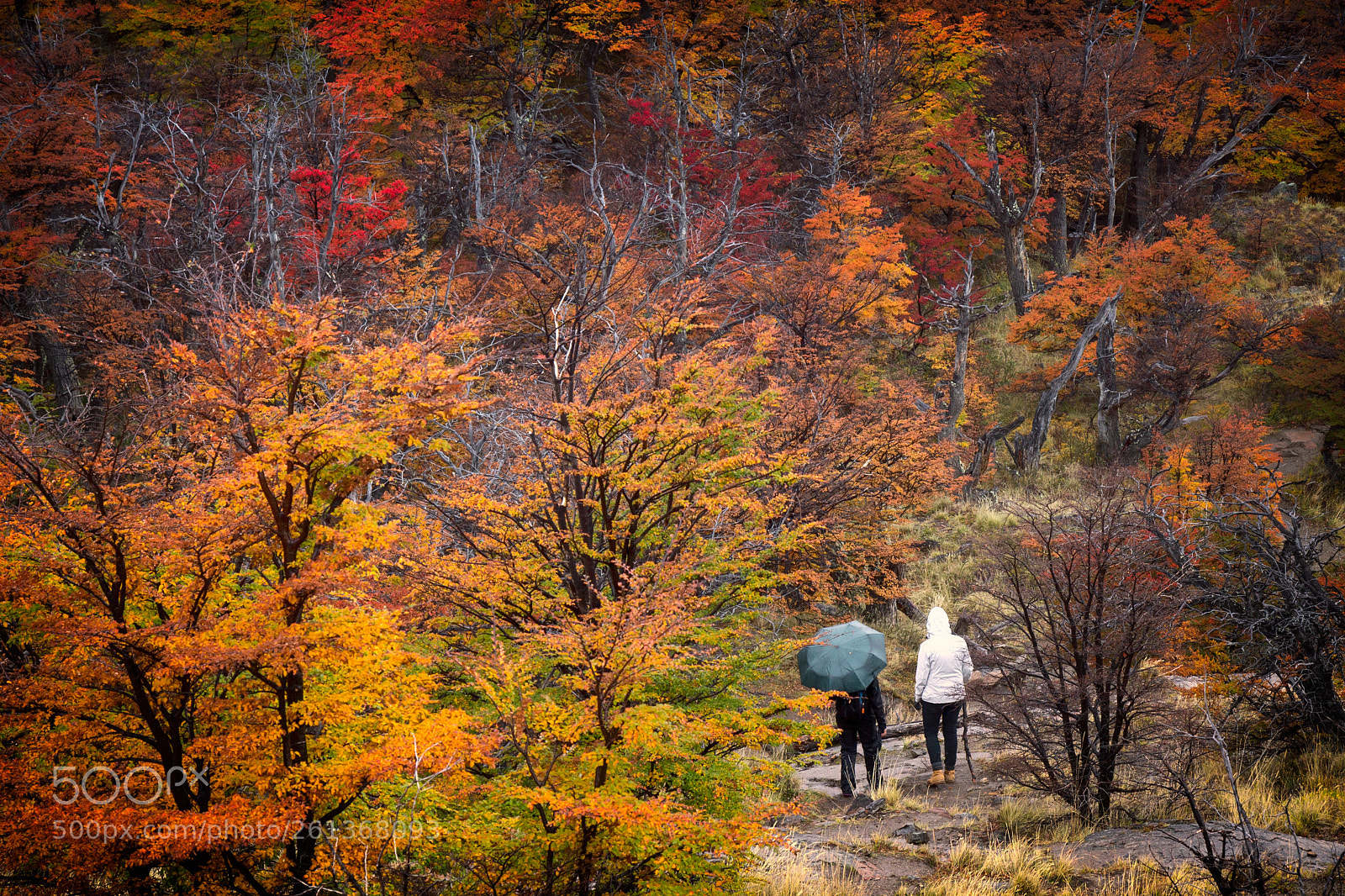 Canon EOS 6D sample photo. Umbrellas in the woods photography