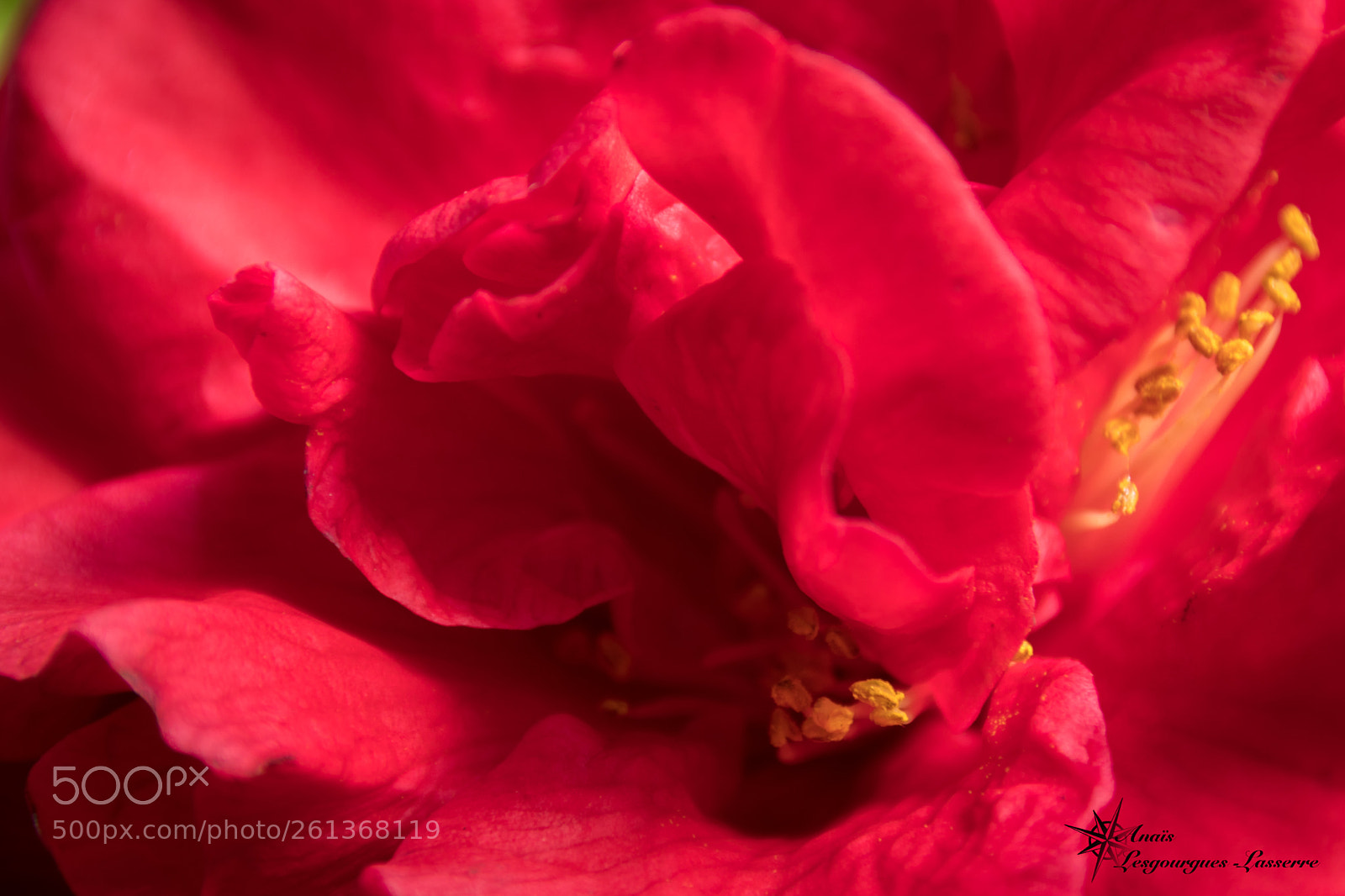 Canon EOS 80D sample photo. Camelia photography