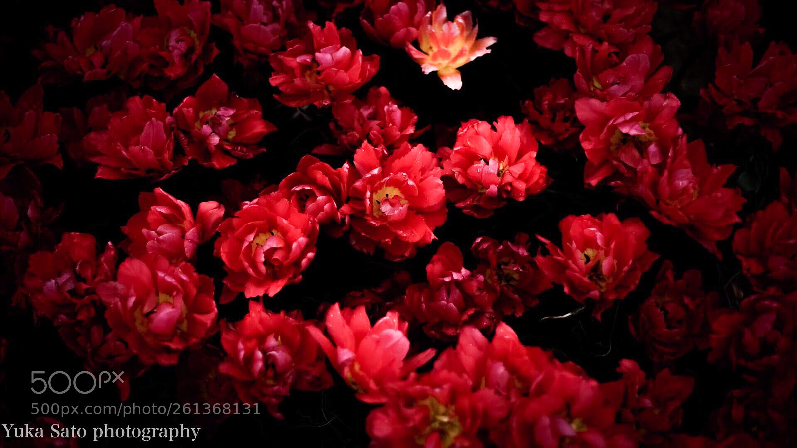 Sony a7R sample photo. Rhapsody photography