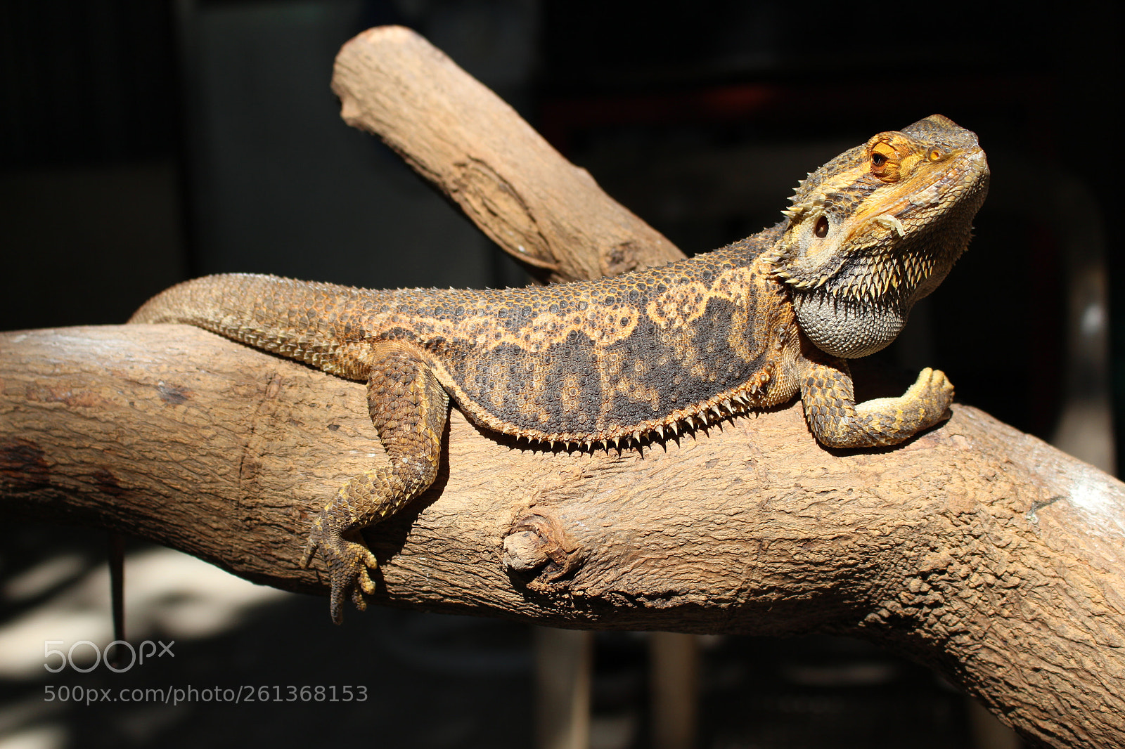 Canon EOS 700D (EOS Rebel T5i / EOS Kiss X7i) sample photo. Bearded dragon photography