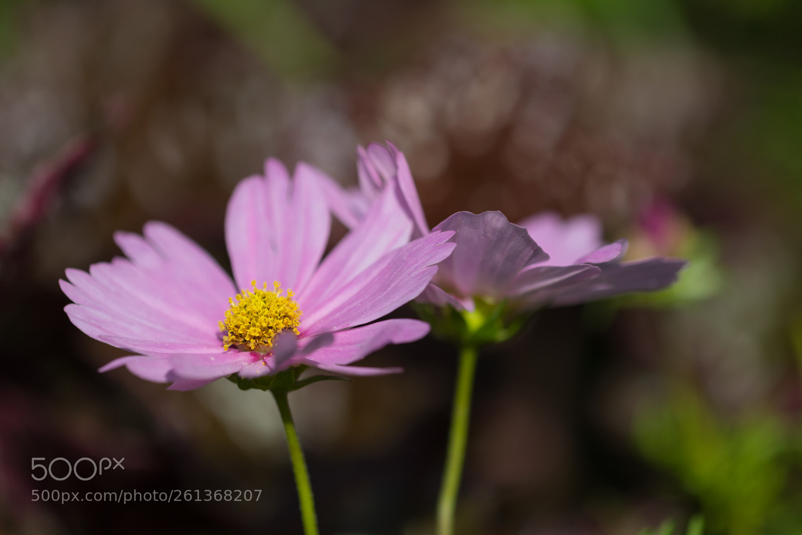 Canon EOS 5D Mark IV sample photo. Waking up photography