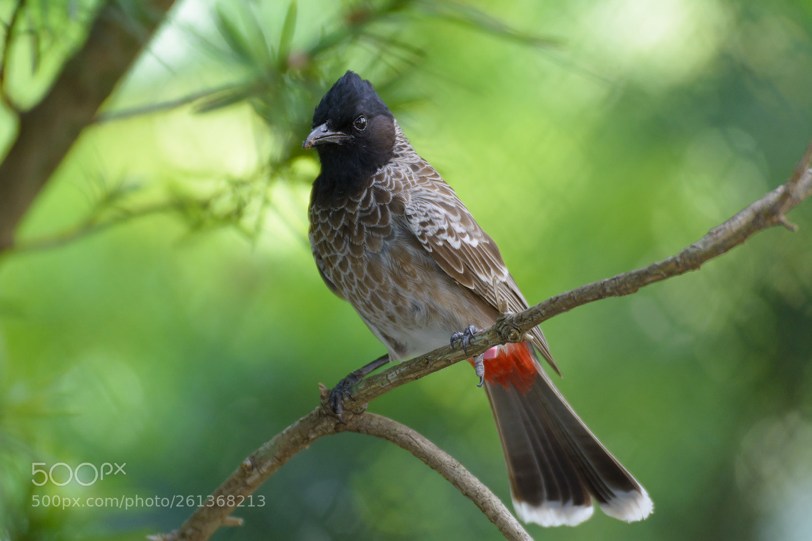 Nikon D7100 sample photo. Red-vented bulbul photography