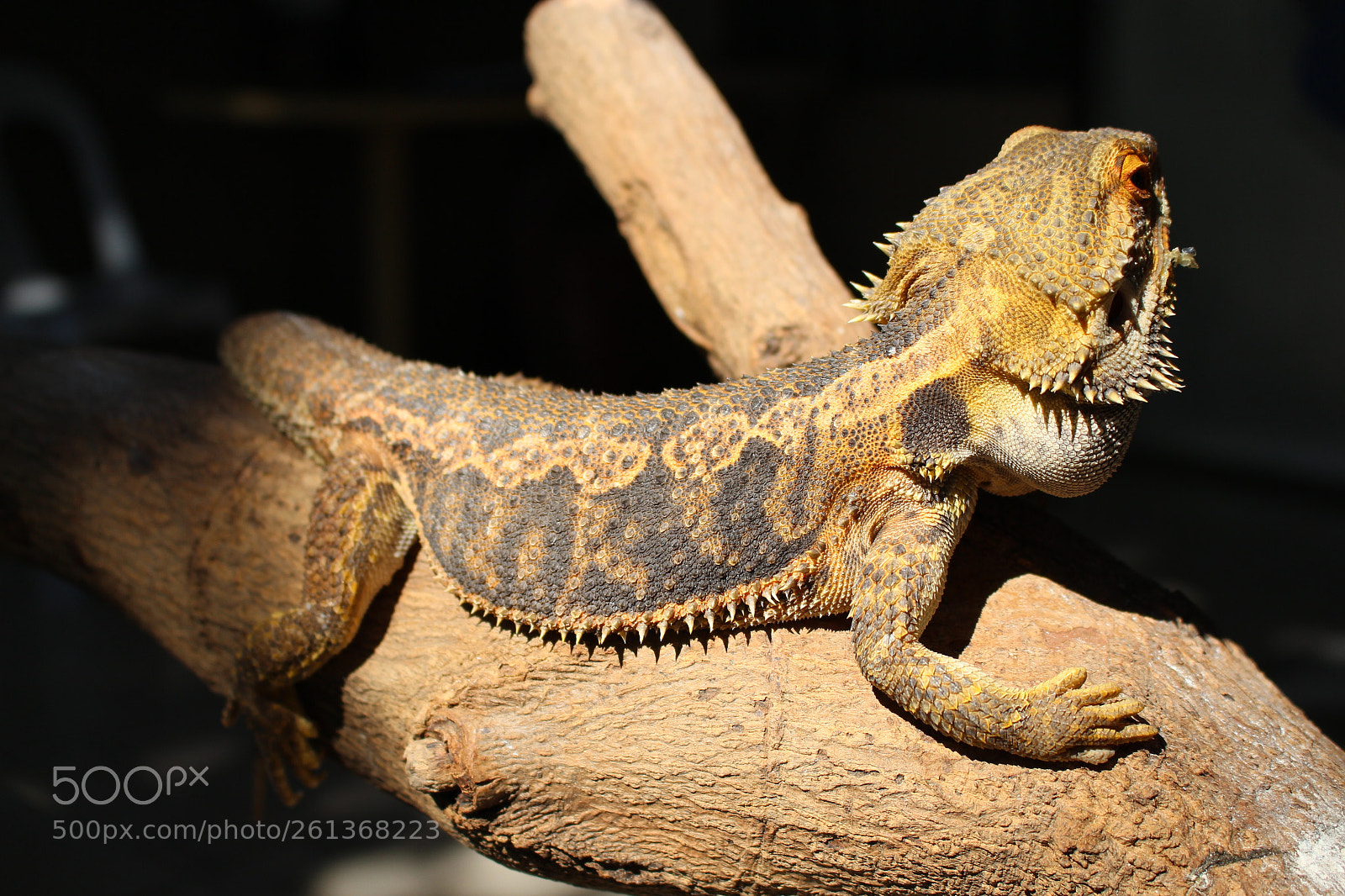 Canon EOS 700D (EOS Rebel T5i / EOS Kiss X7i) sample photo. Bearded dragon photography