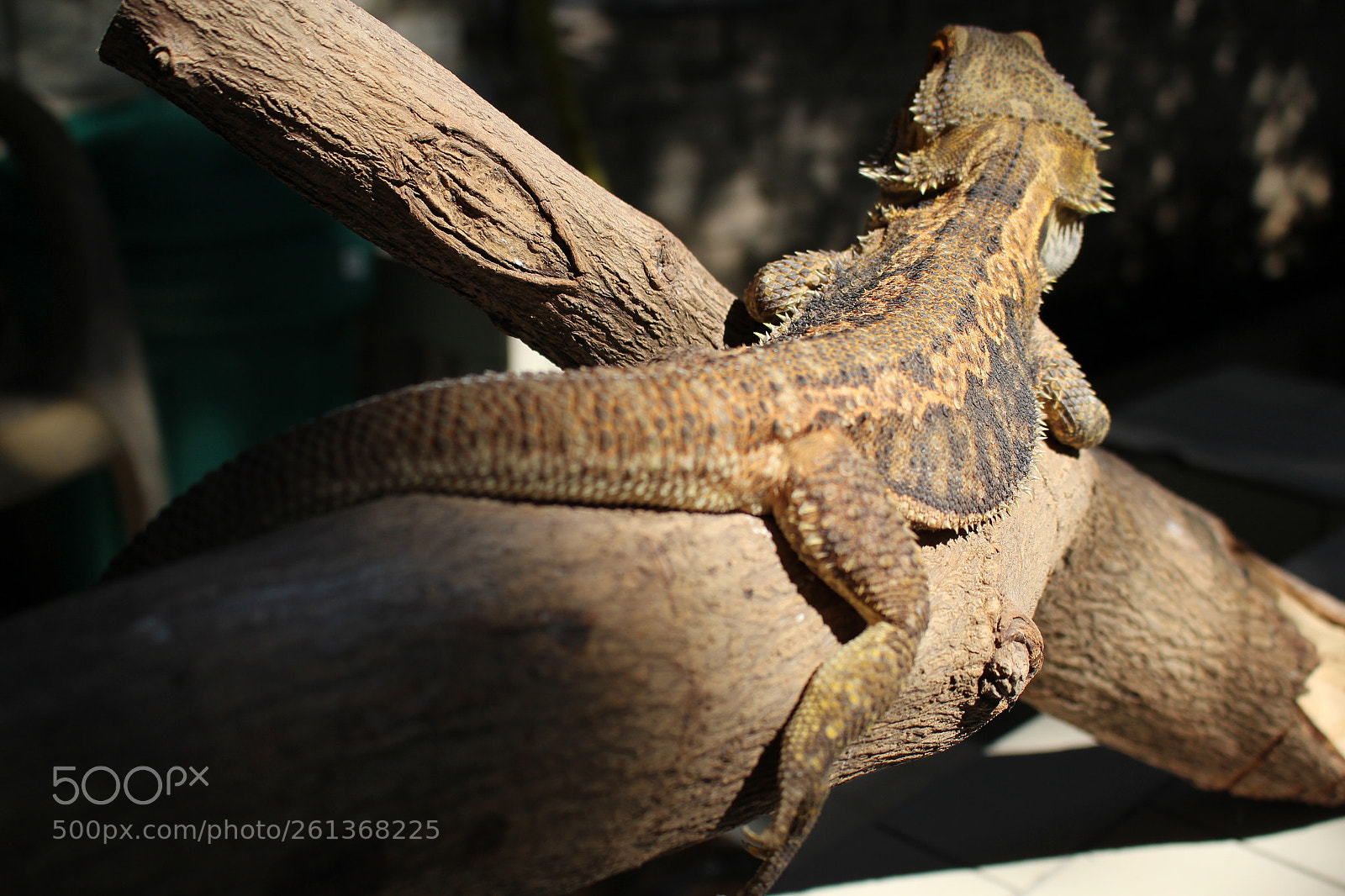 Canon EOS 700D (EOS Rebel T5i / EOS Kiss X7i) sample photo. Bearded dragon photography