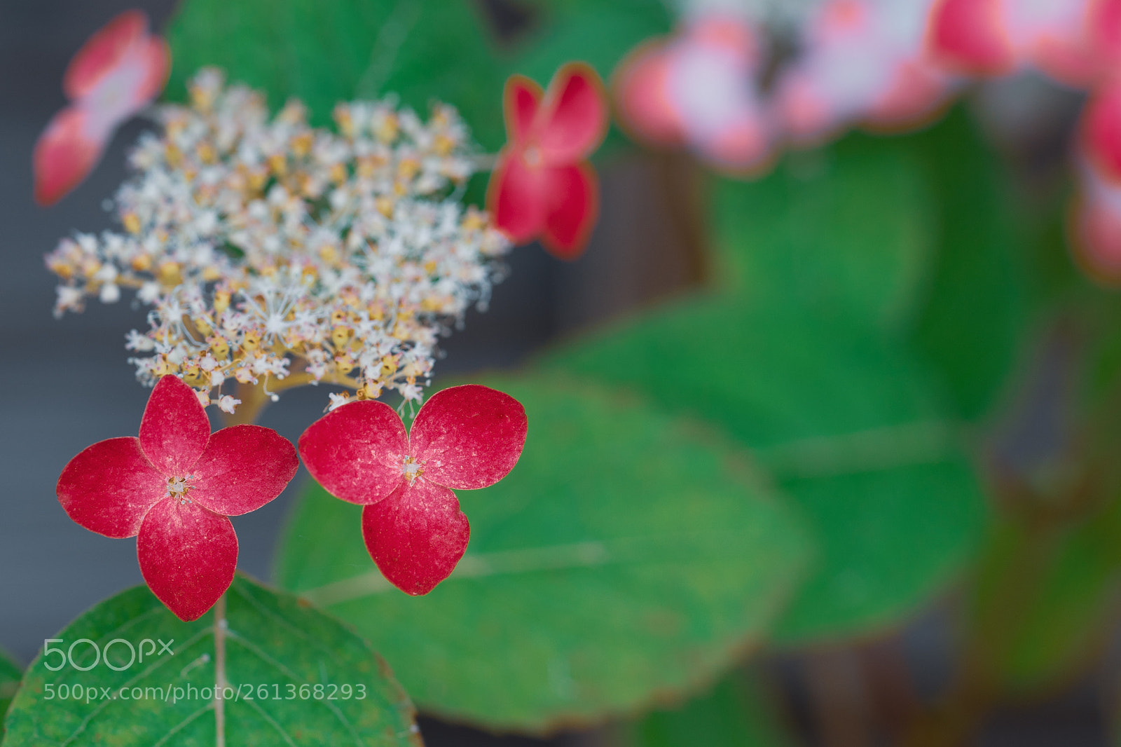 Sony a7 II sample photo. Beni (red) photography
