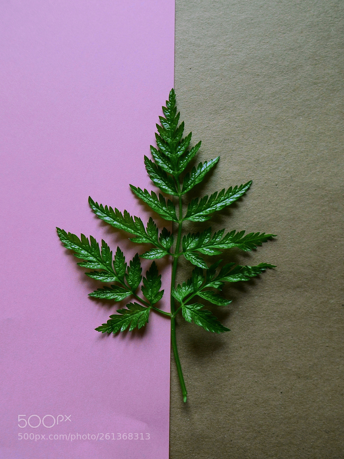 Nikon D5100 sample photo. Flatlay grass on two photography