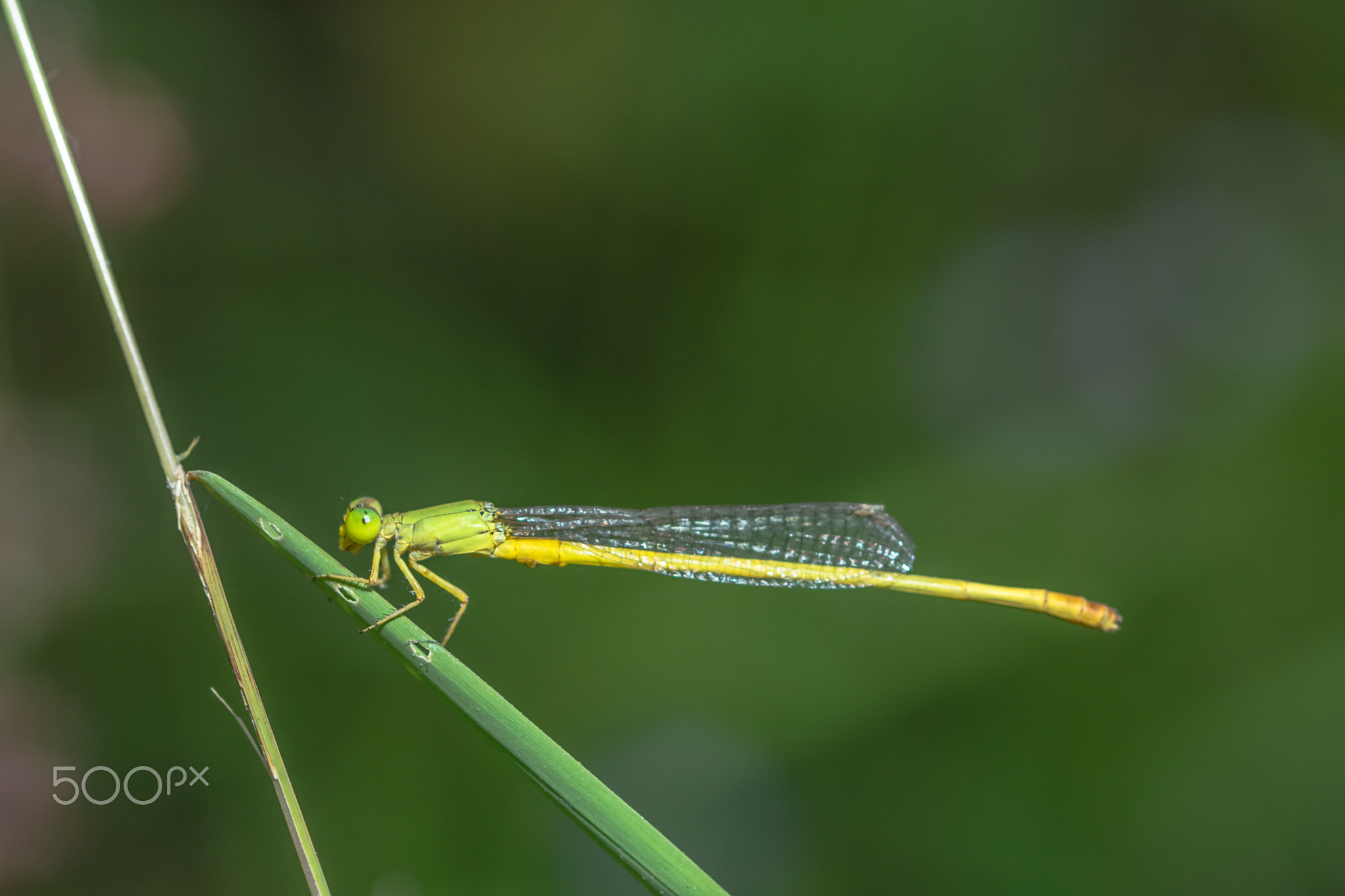 Zygoptera yellow green