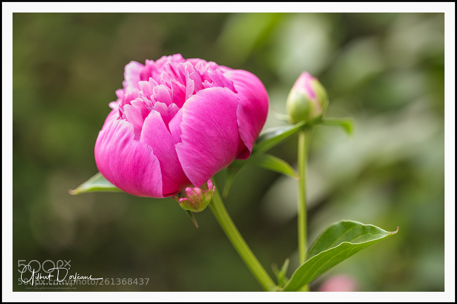 Canon EOS 6D sample photo. Peony photography