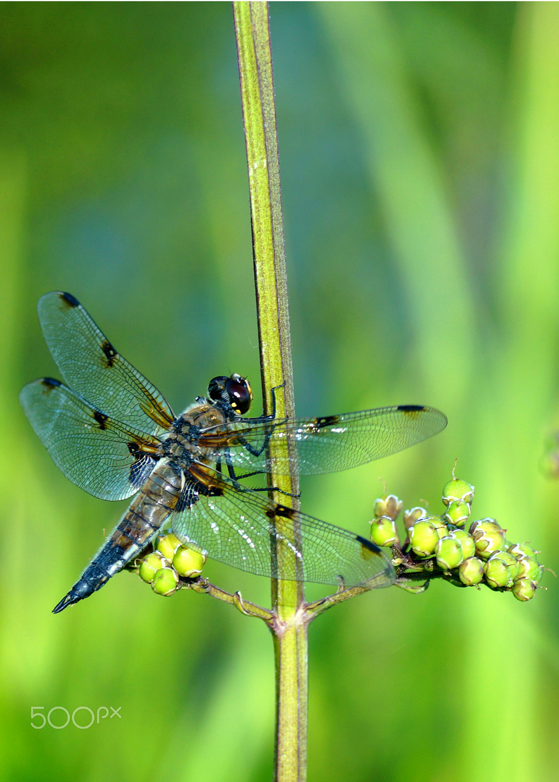 Sony SLT-A57 sample photo. Libellula quadrimaculata photography