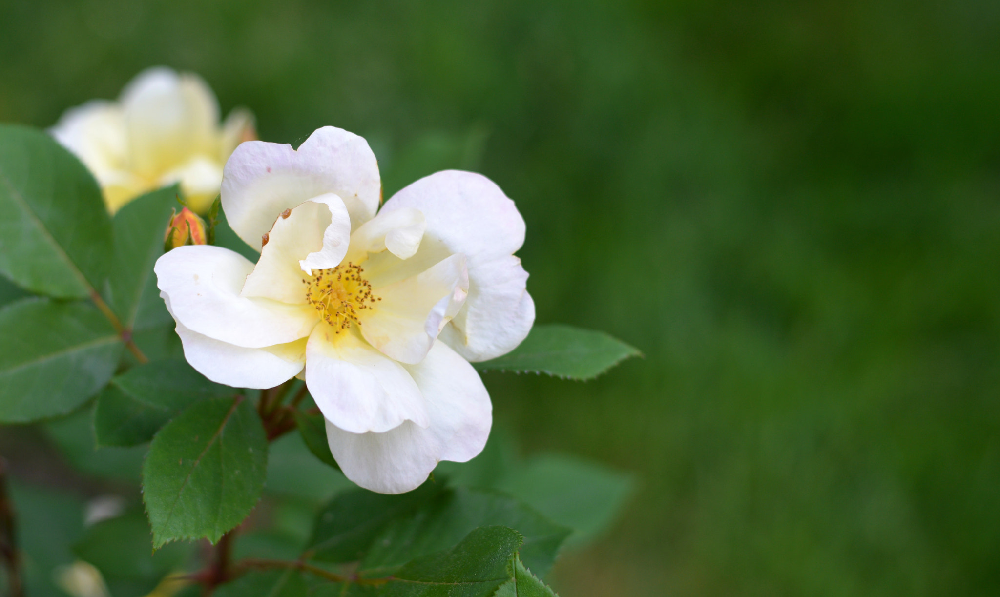 Nikon D610 + Nikon AF-S Nikkor 50mm F1.8G sample photo. Dsc photography