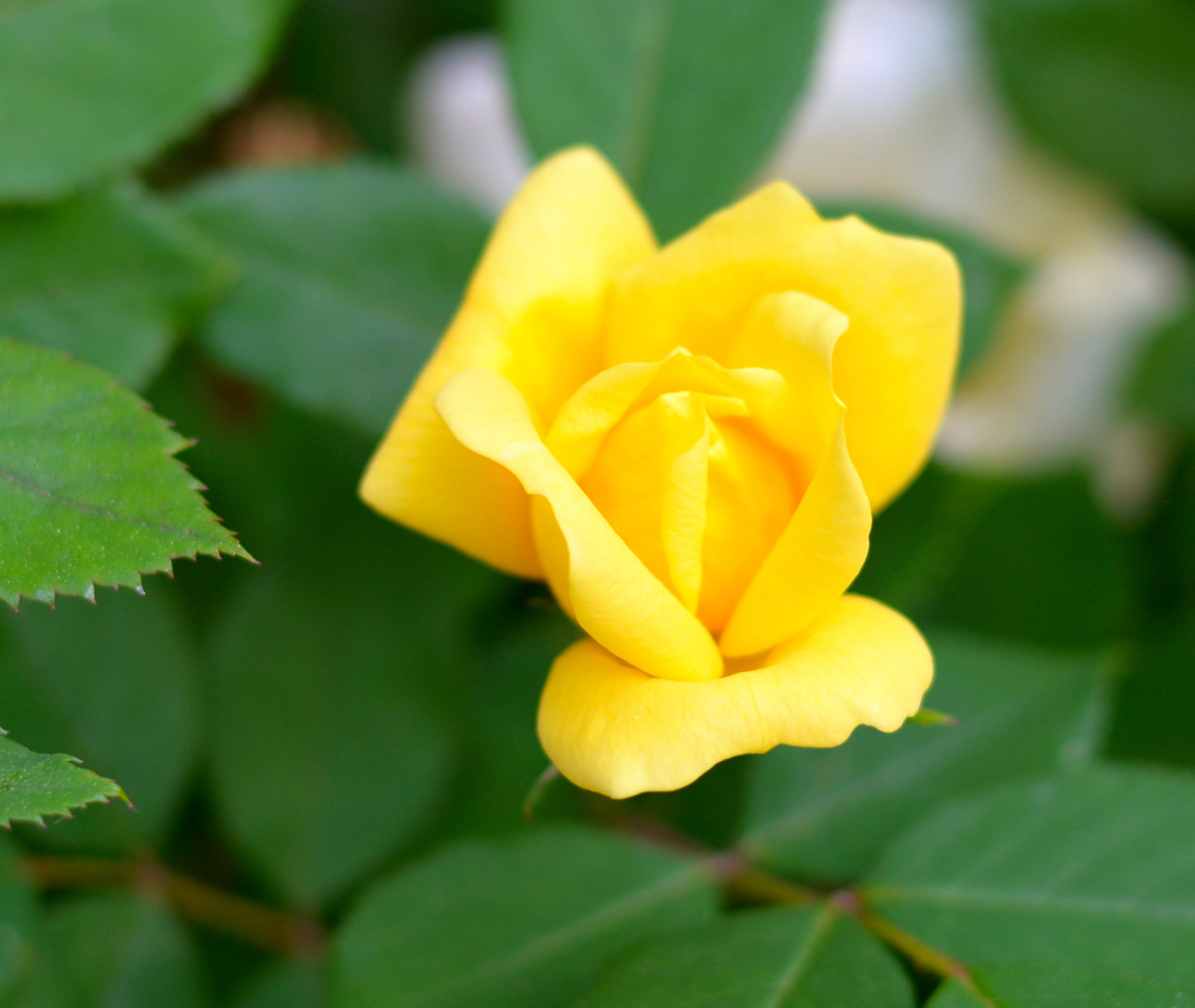 Nikon D610 + Nikon AF-S Nikkor 50mm F1.8G sample photo. Dsc photography