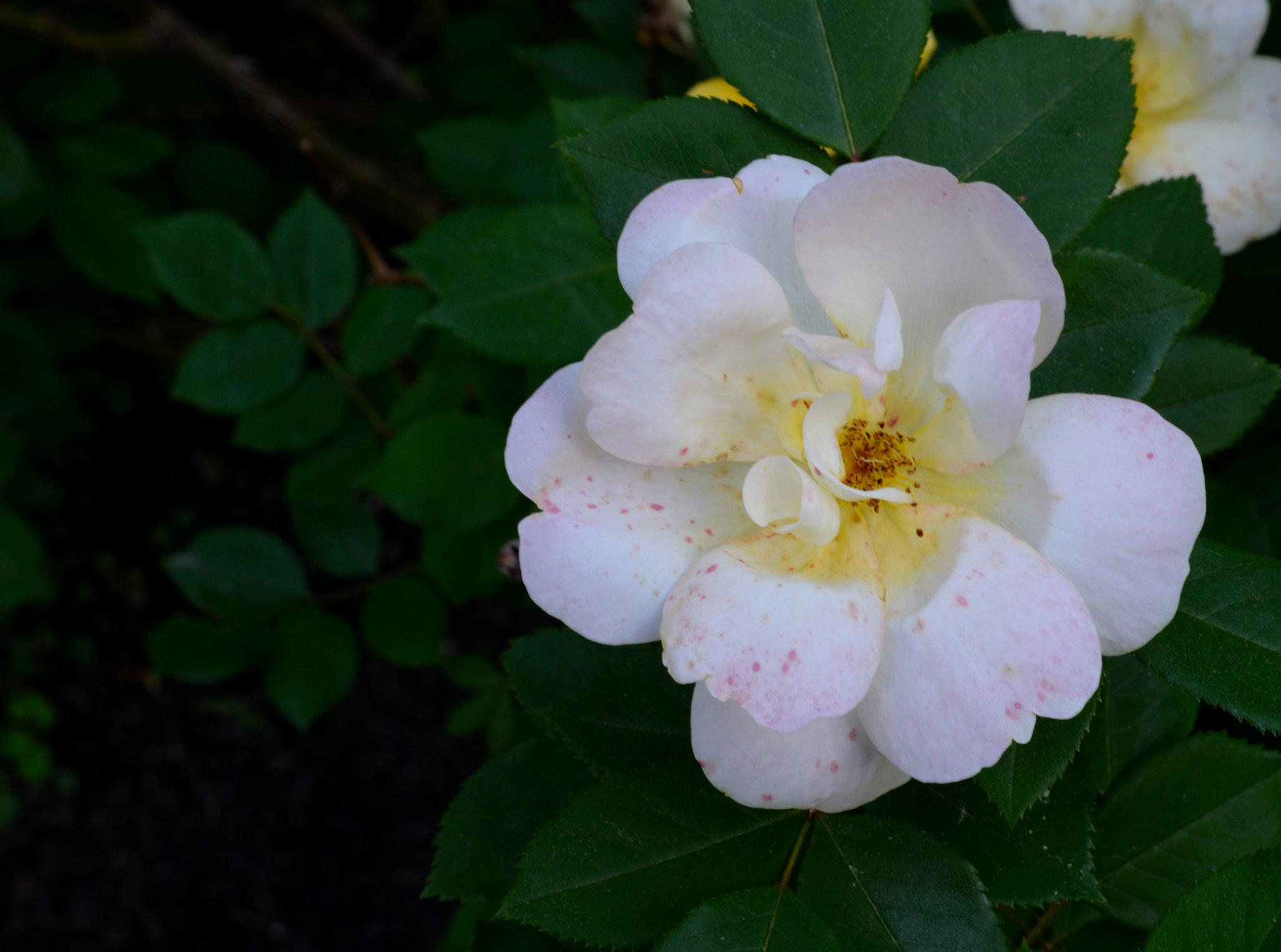 Nikon D610 + Nikon AF-S Nikkor 50mm F1.8G sample photo. Dsc photography