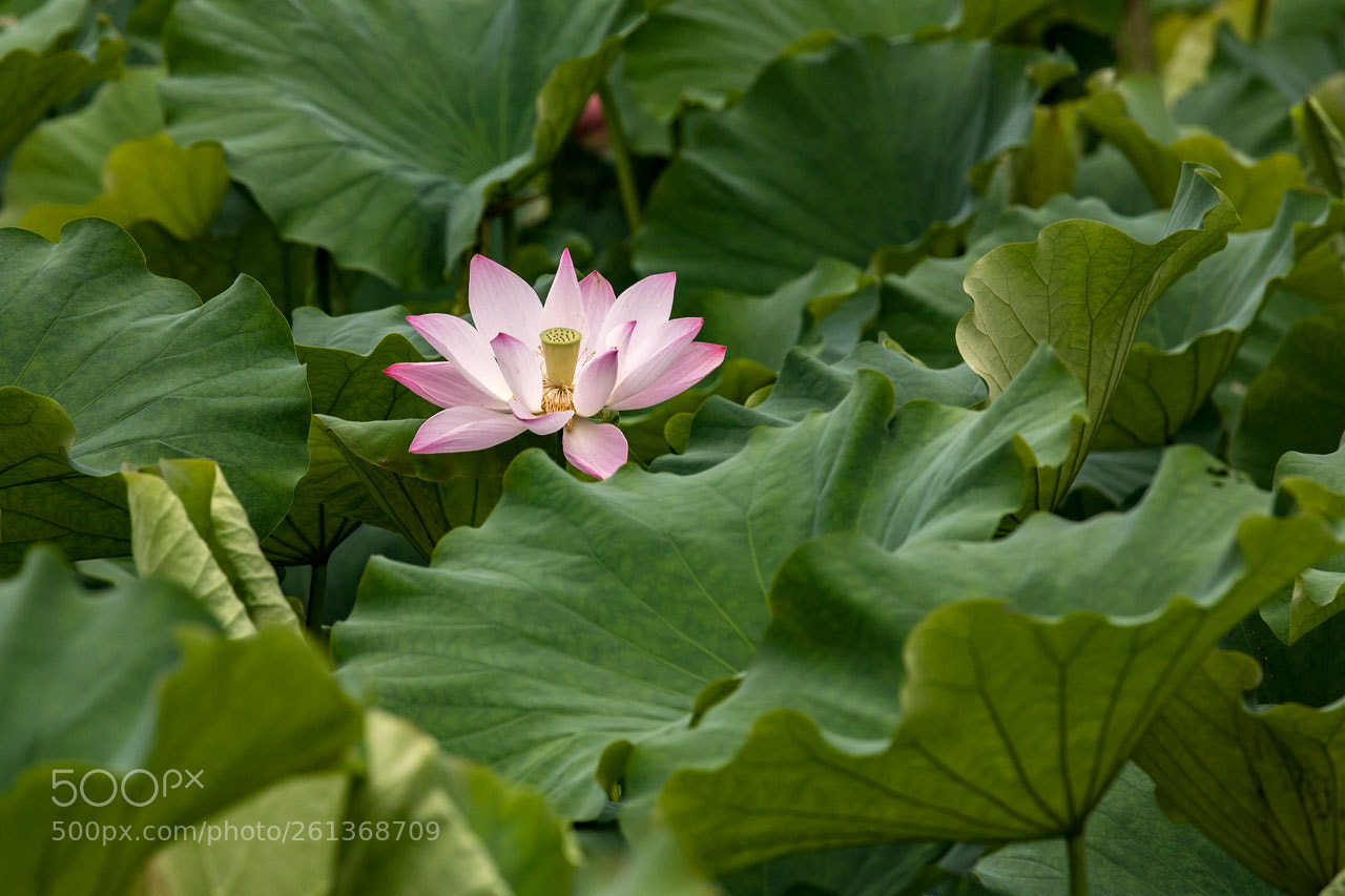 Canon EOS 6D Mark II sample photo. Untitled photography