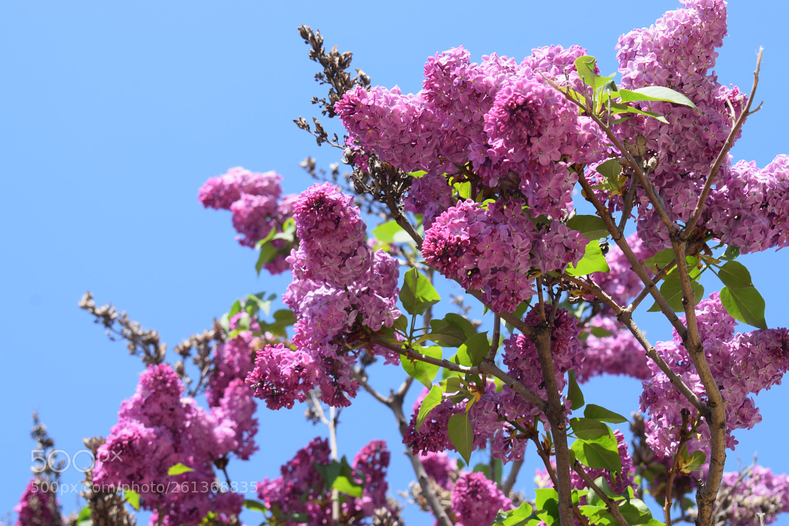 Nikon D3300 sample photo. Lilac photography