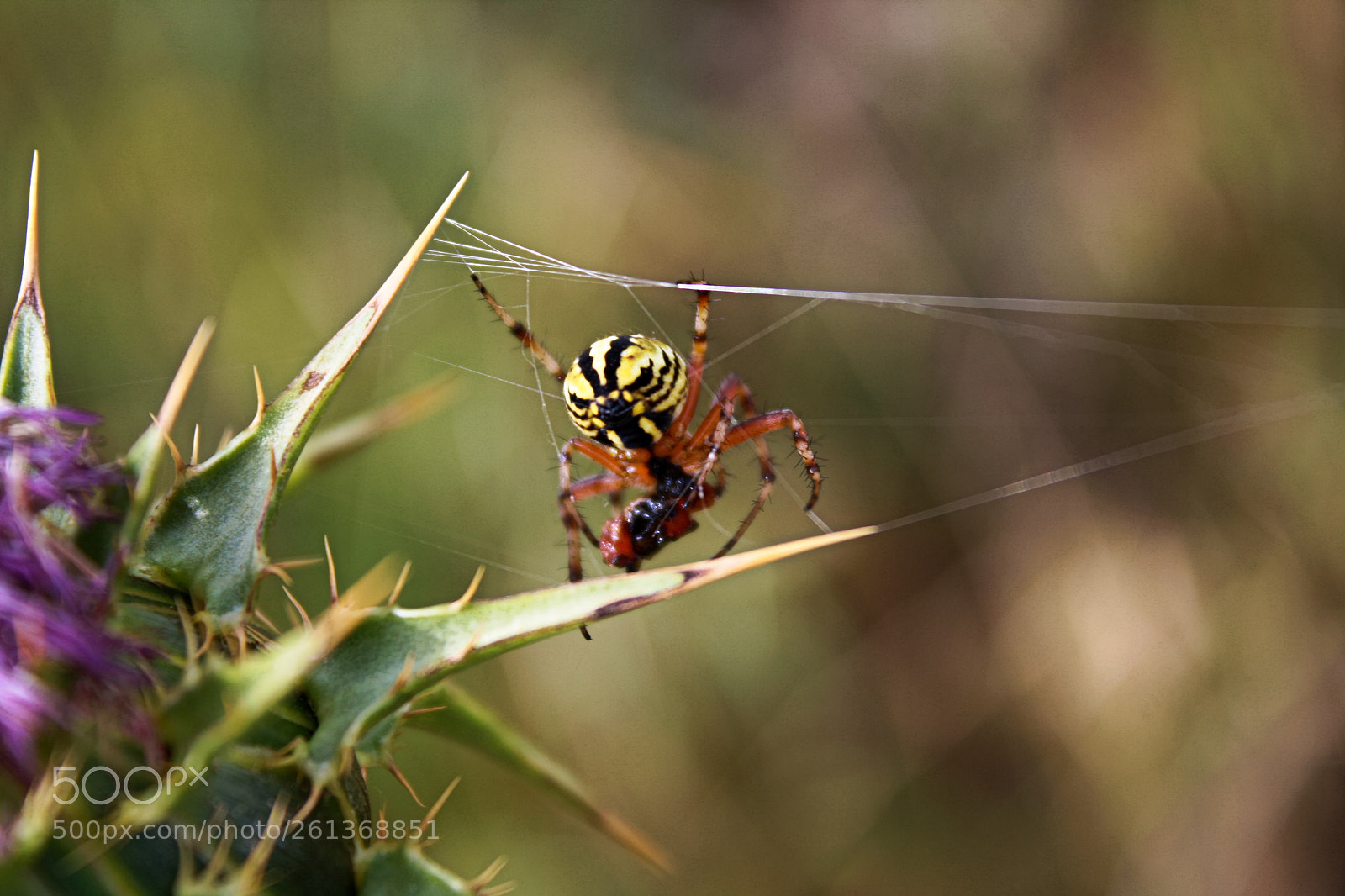 Canon EOS 1000D (EOS Digital Rebel XS / EOS Kiss F) sample photo. Spider photography