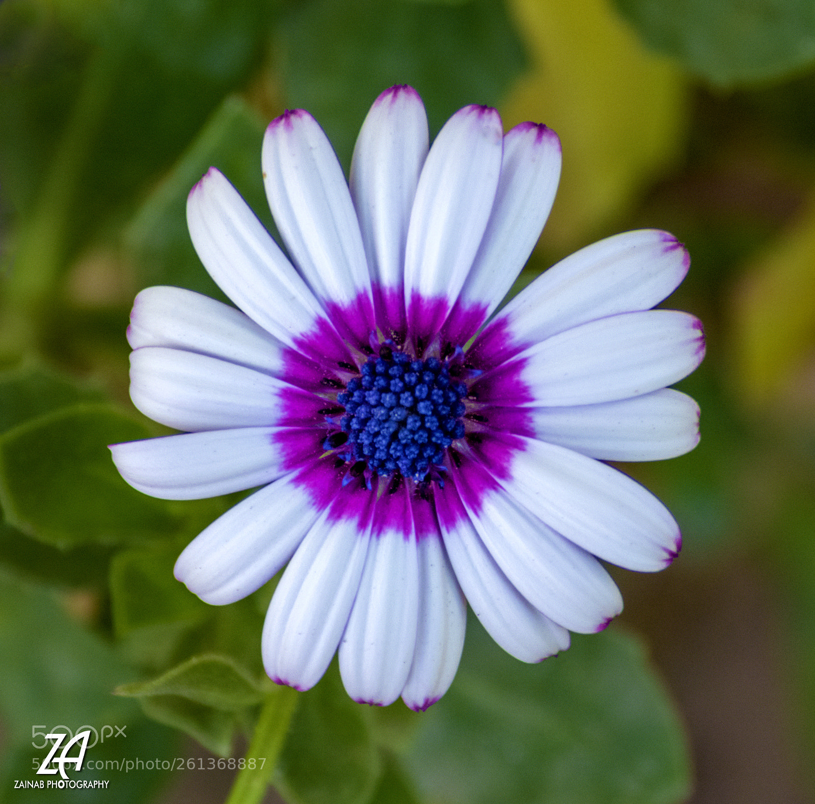 Nikon D5200 sample photo. Lovely tiny photography