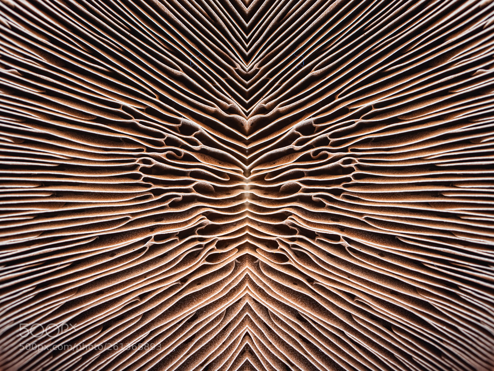 Pentax K-3 sample photo. Mushroom mania photography