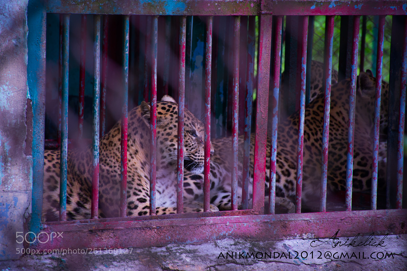Nikon D7200 sample photo. Wildlife in cage photography
