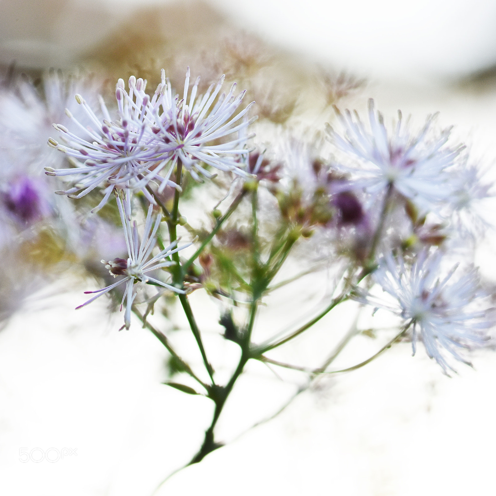 Nikon D7200 sample photo. Thalictrum aquilegifolium photography